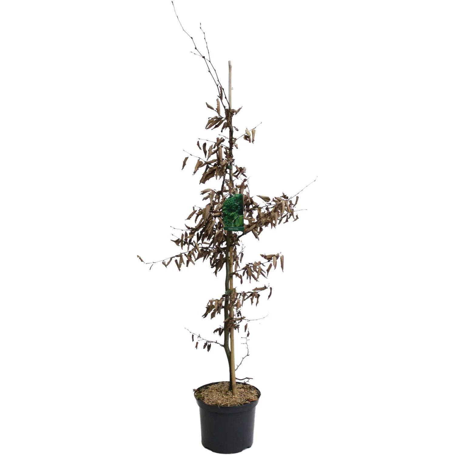 Hainbuche Grün Höhe ca. 100 - 125 cm Topf ca. 5 l Carpinus betulus günstig online kaufen
