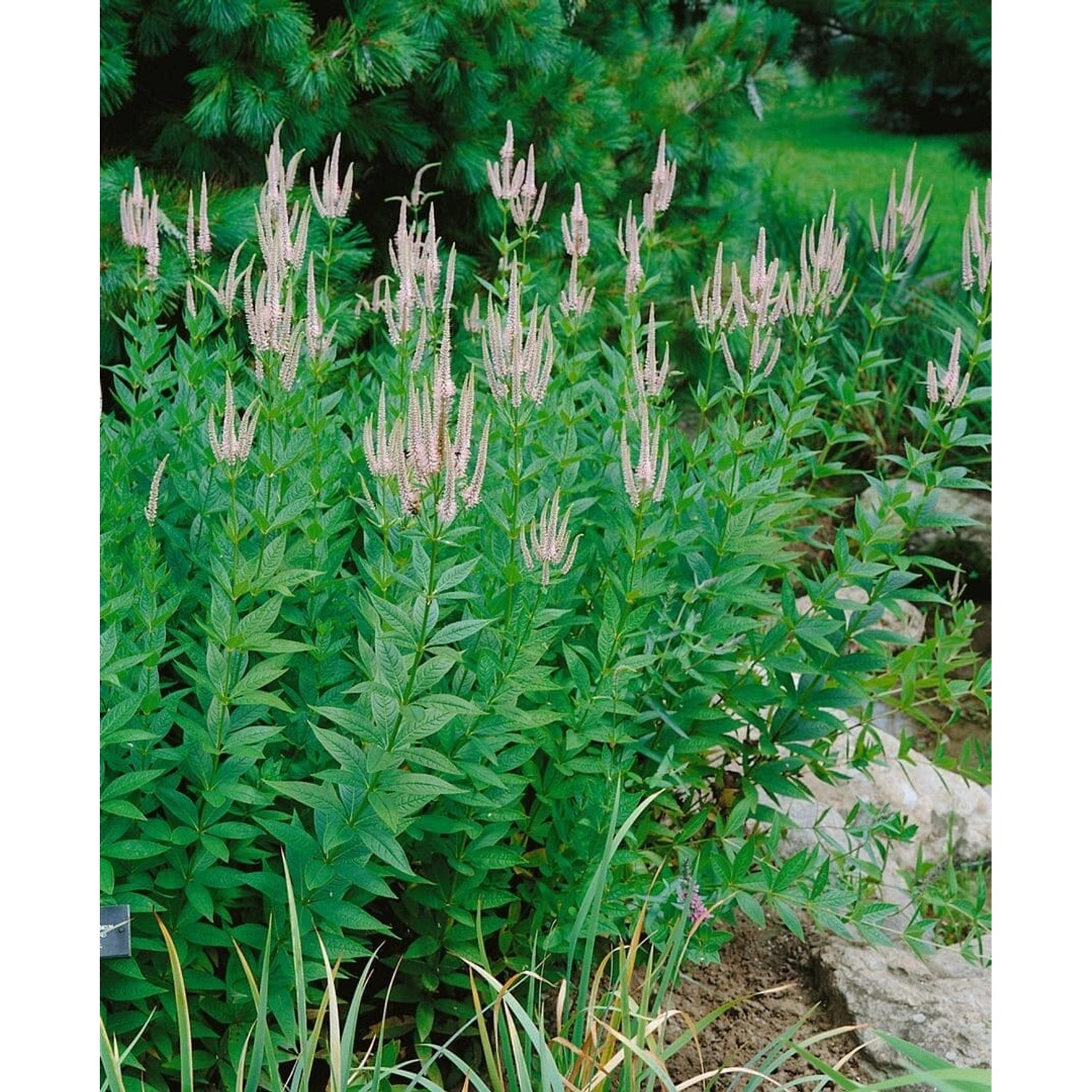 Veronicastrum Virginicum Lavendelturm Kandelaber Ehrenpreis Ca. 11x11 cm To günstig online kaufen