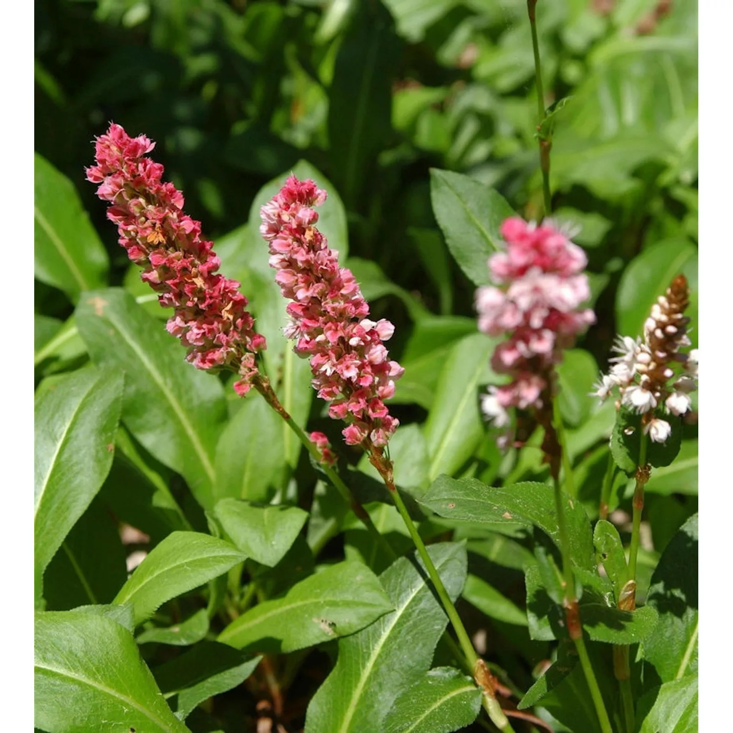 Schneckenknöterich Kabouter - Persicaria affinis günstig online kaufen