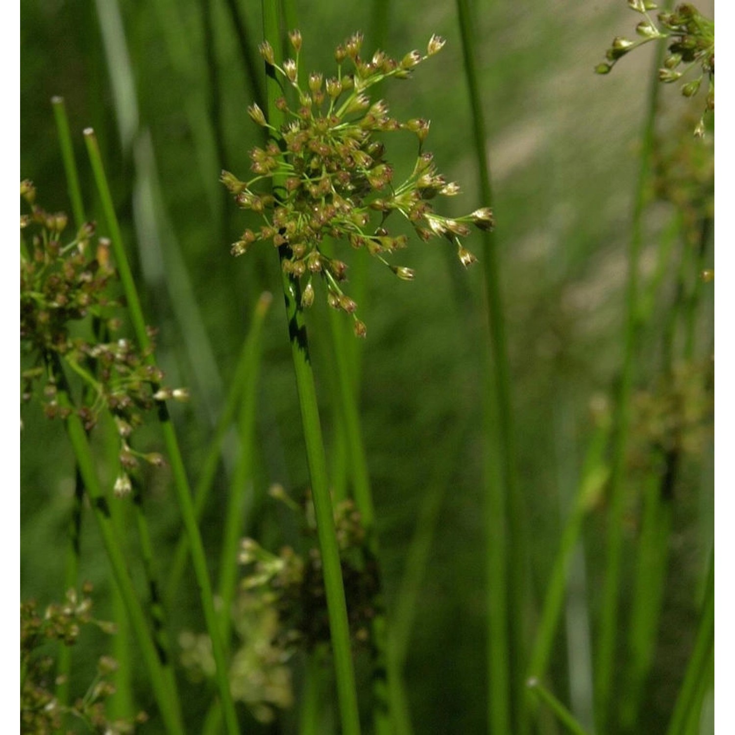 Flatterbinse - Juncus effusus günstig online kaufen