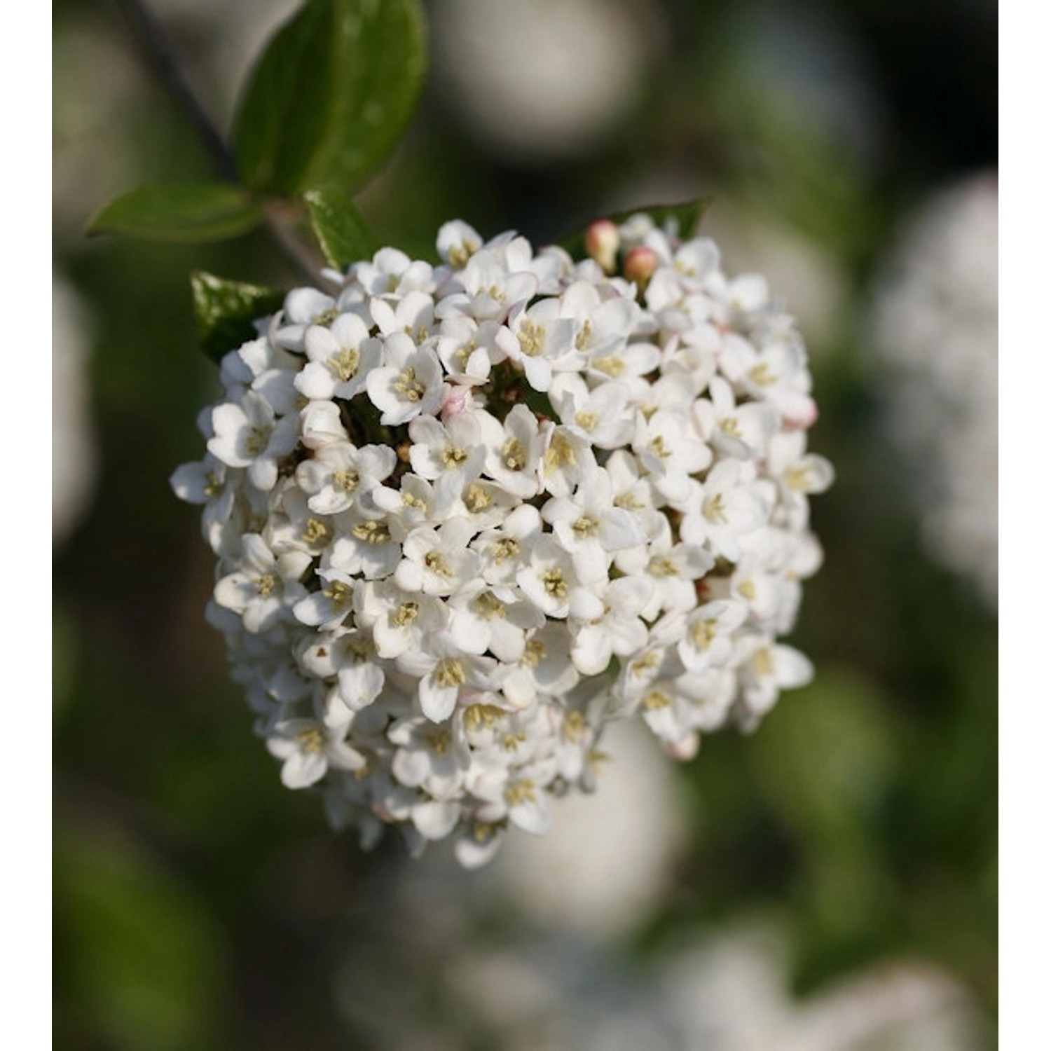 Hochstamm Schneeball Schroeders Nadine 80-100cm - Viburnum plicatum günstig online kaufen