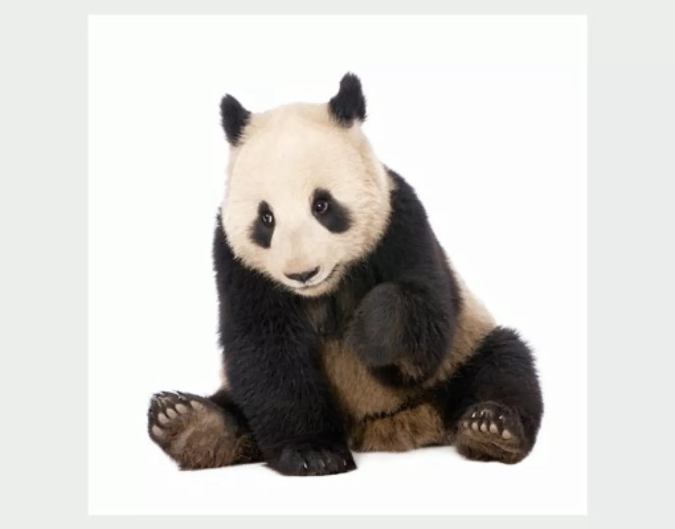 Fensterfolie Panda Tatzen günstig online kaufen