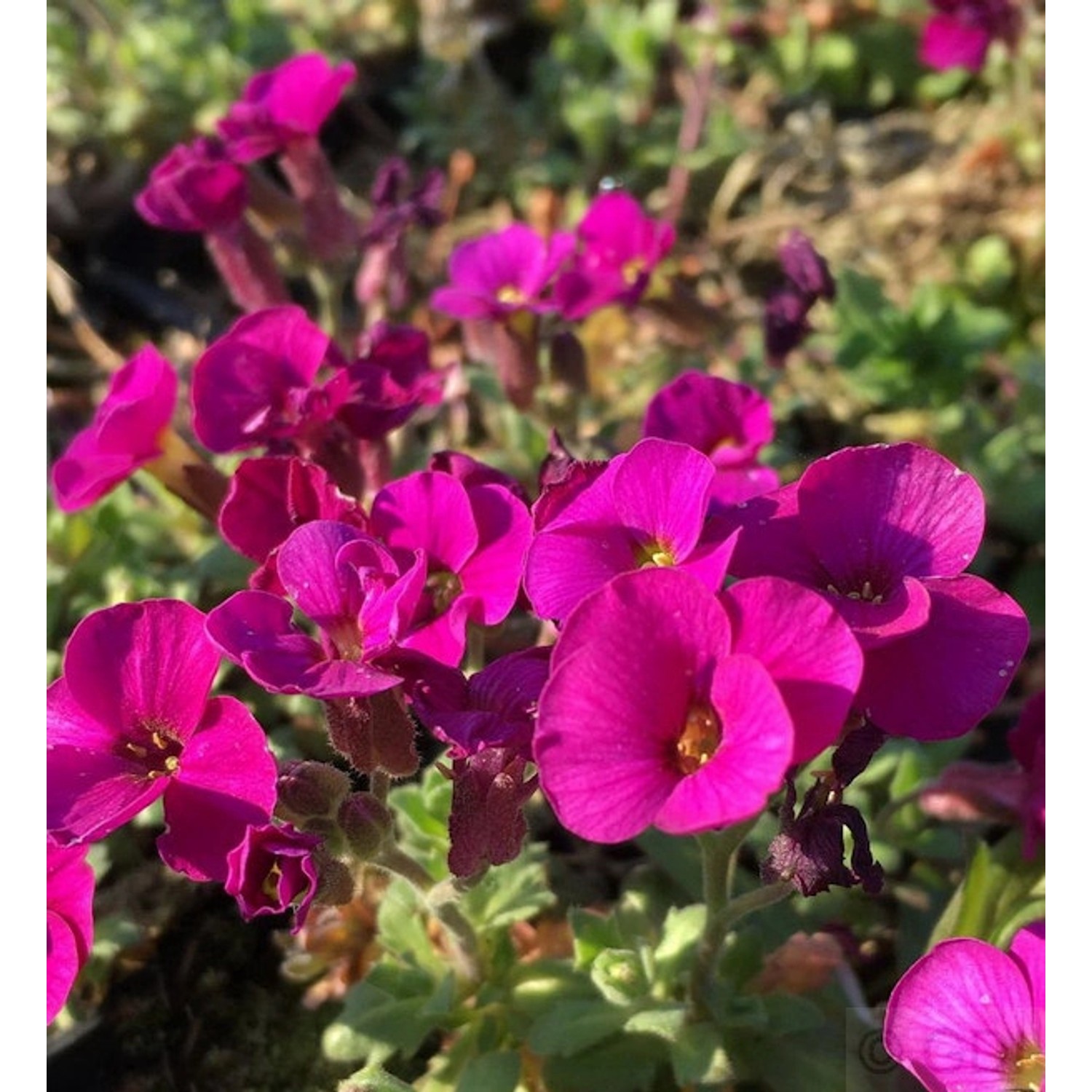 Blaukissen Bressingham Red - Aubrieta günstig online kaufen