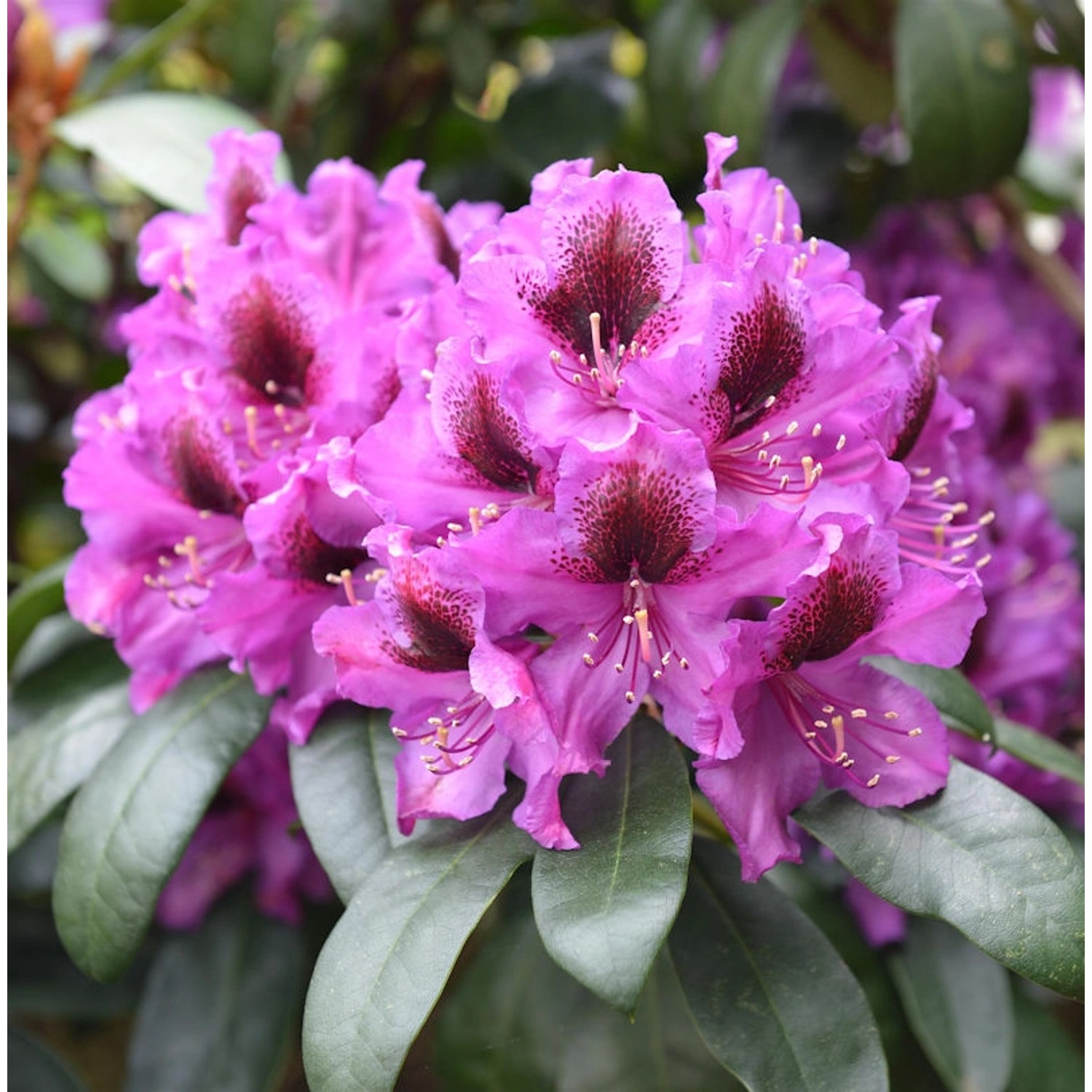 Großblumige Rhododendron Orakel 30-40cm - Alpenrose günstig online kaufen