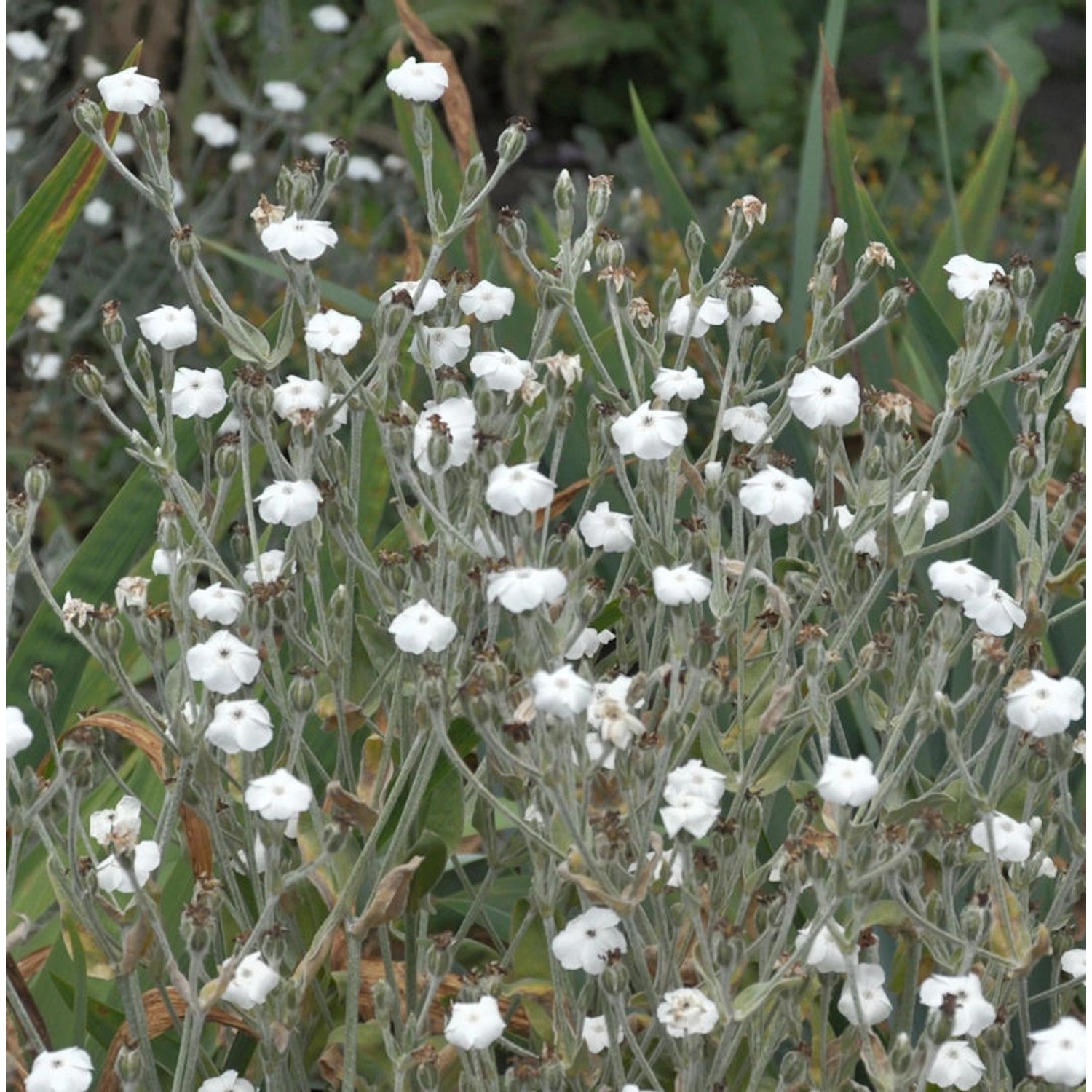 Kranz Lichnelke Alba - Lychnis coronaria günstig online kaufen