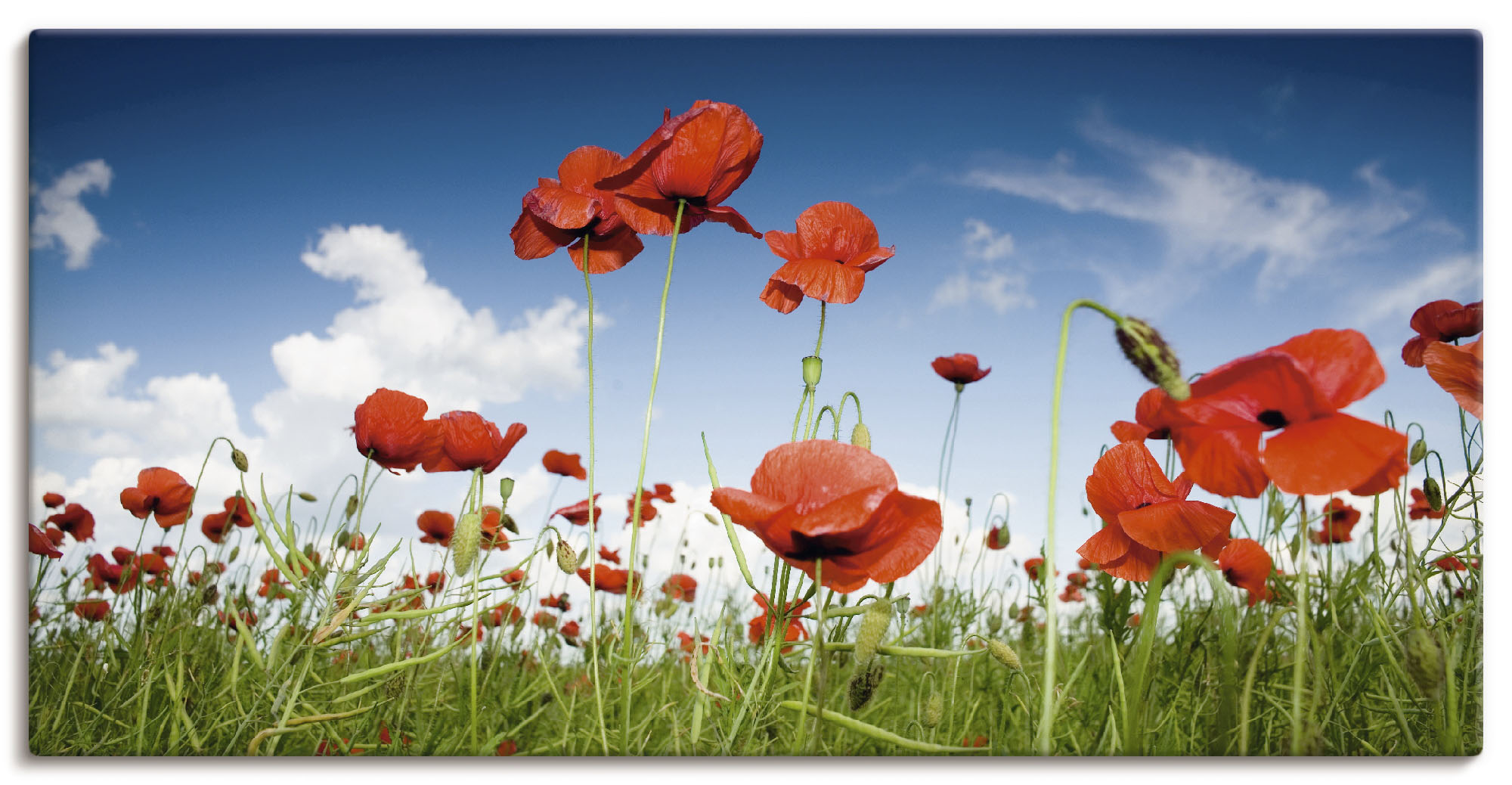 Artland Wandbild "Feld mit Mohnblumen unter Himmel", Blumenwiese, (1 St.), günstig online kaufen
