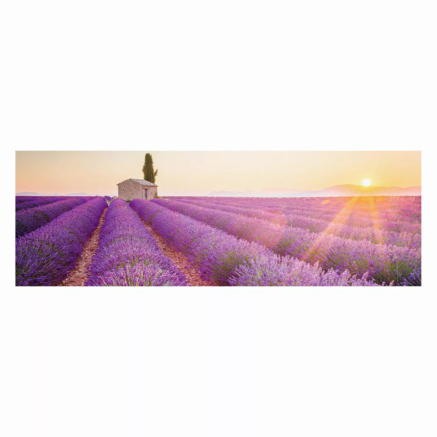 home24 Bild Lavendel Horizont günstig online kaufen