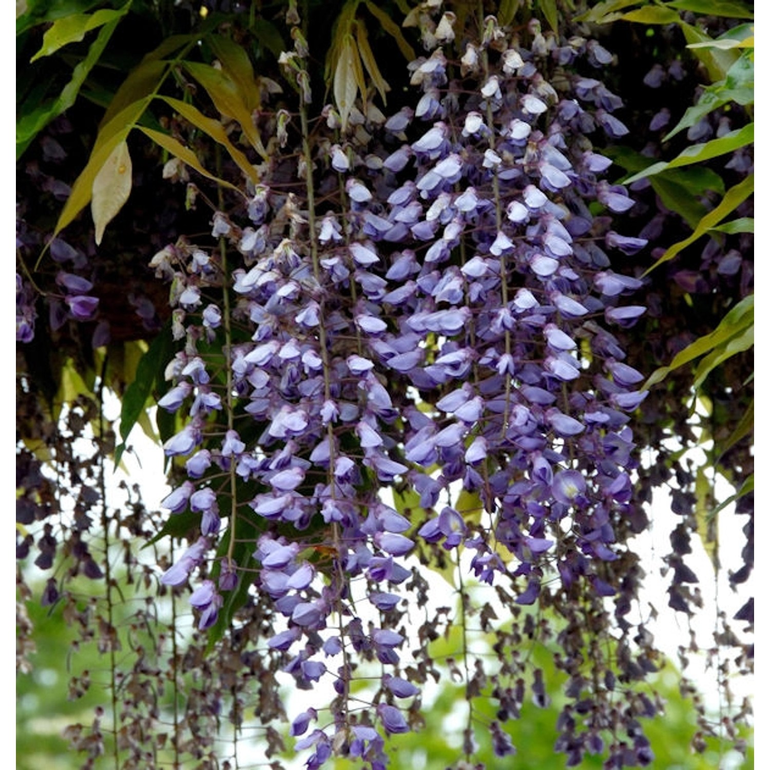 Blauregen Macrobotrys 40-60cm - Wisteria floribunda günstig online kaufen