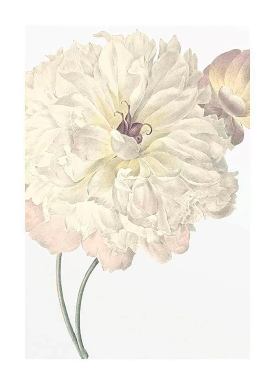 Komar Poster »Illustration Dahlia«, Blumen, (1 St.) günstig online kaufen