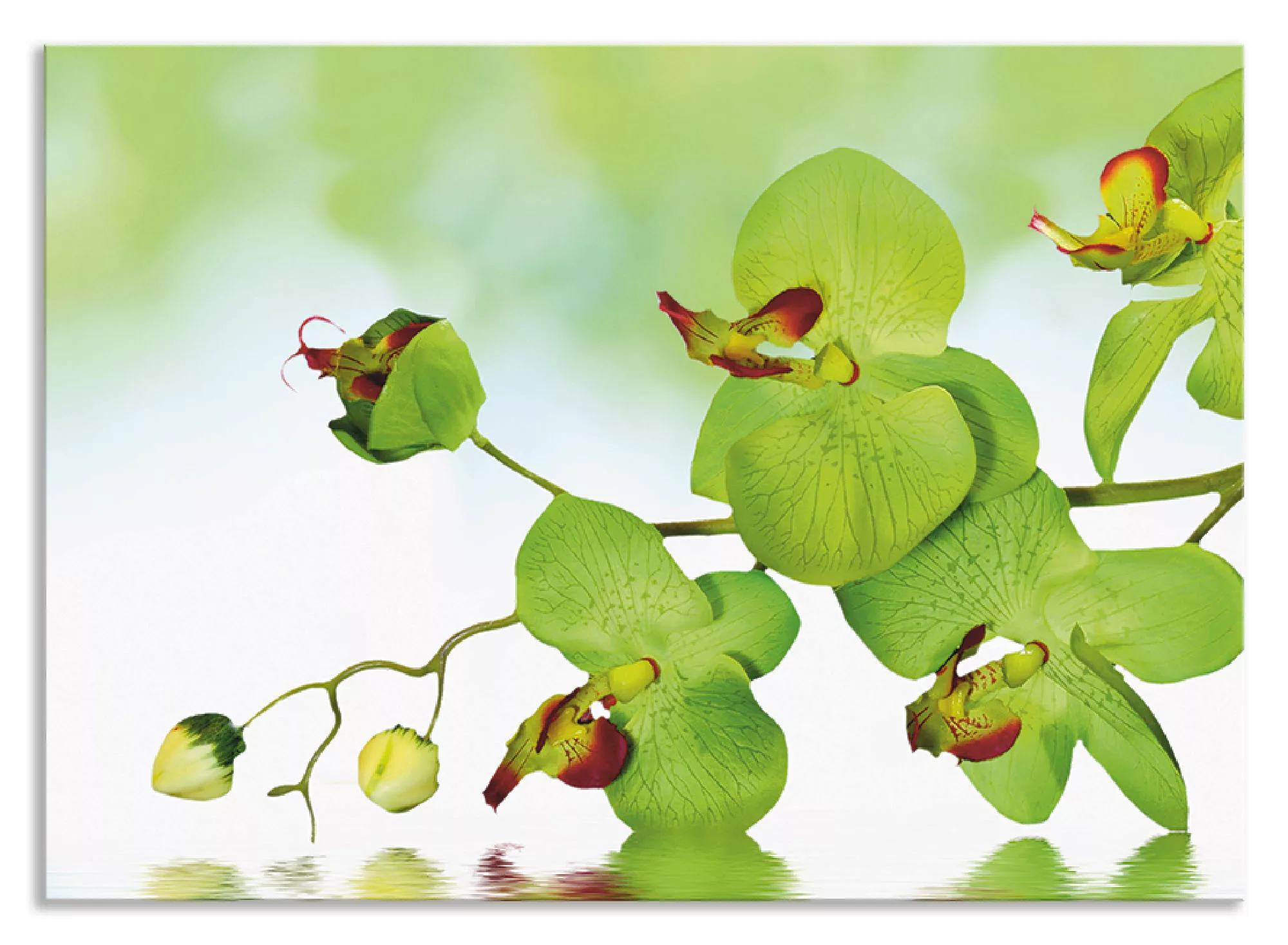 Artland Küchenrückwand "Schöne Orchidee mit grünem Hintergrund", (1 tlg.), günstig online kaufen