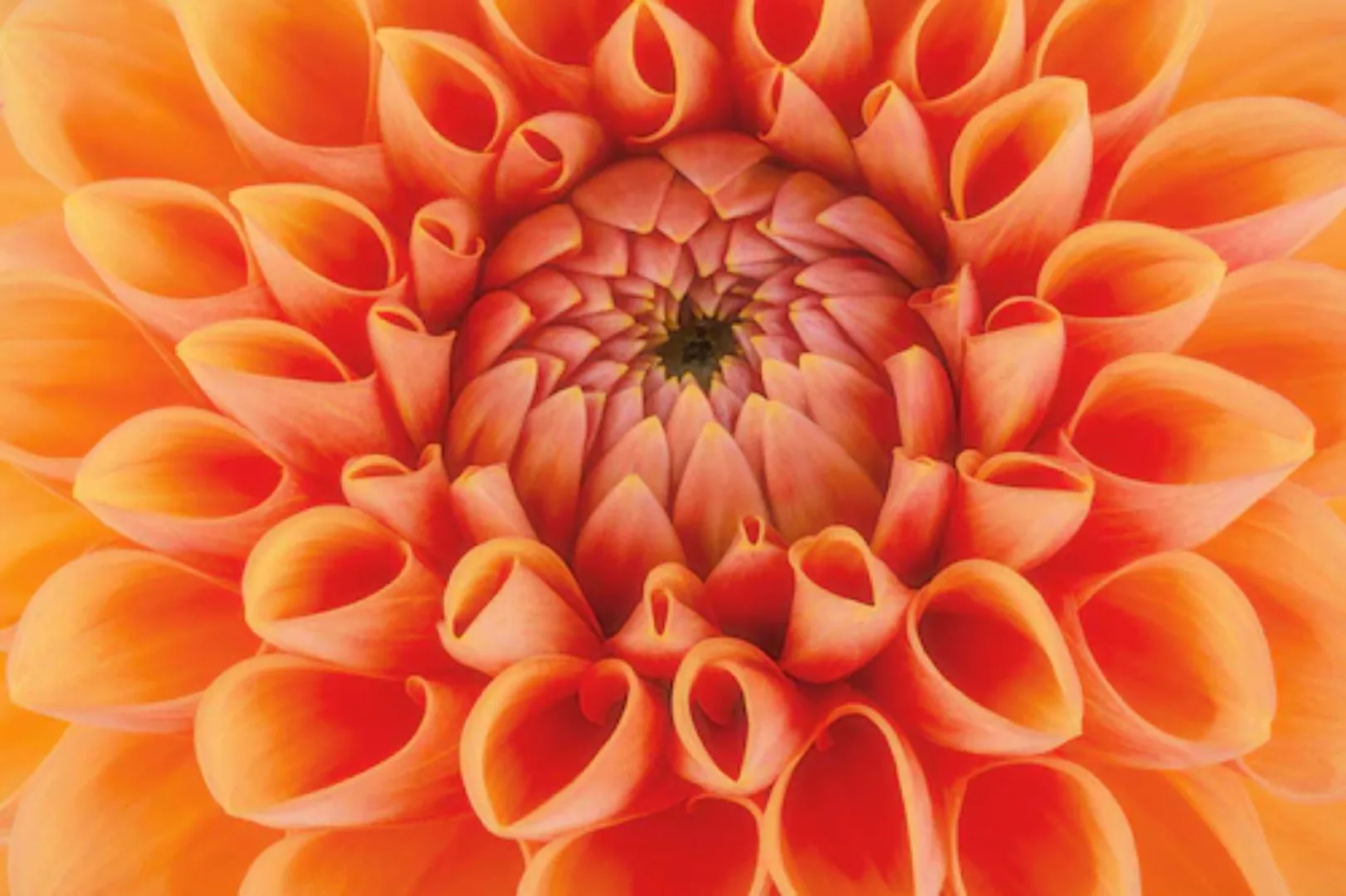 Papermoon Fototapete »Blume« günstig online kaufen