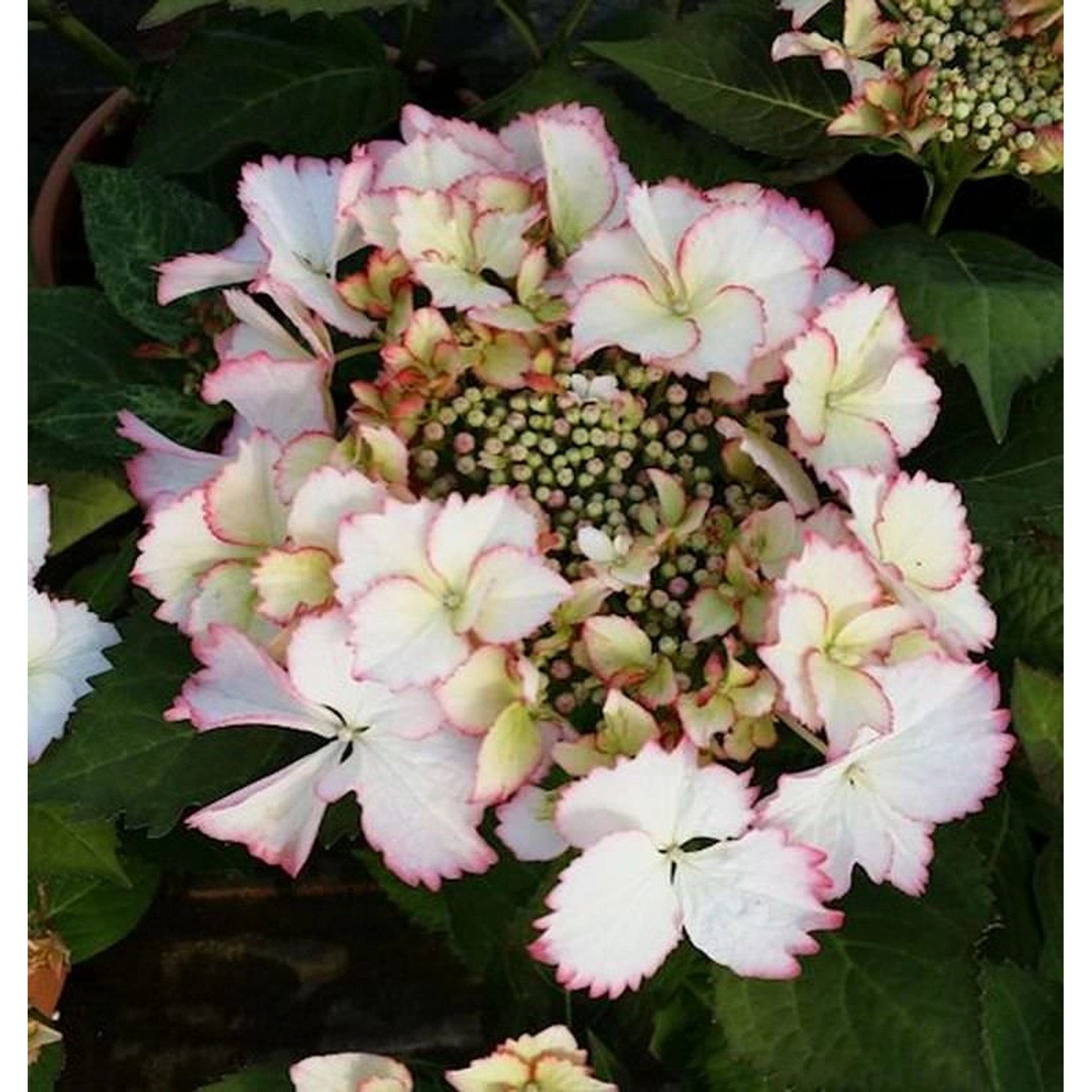 Bauernhortensie Love You Kiss 30-40cm - Hydrangea macrophylla günstig online kaufen