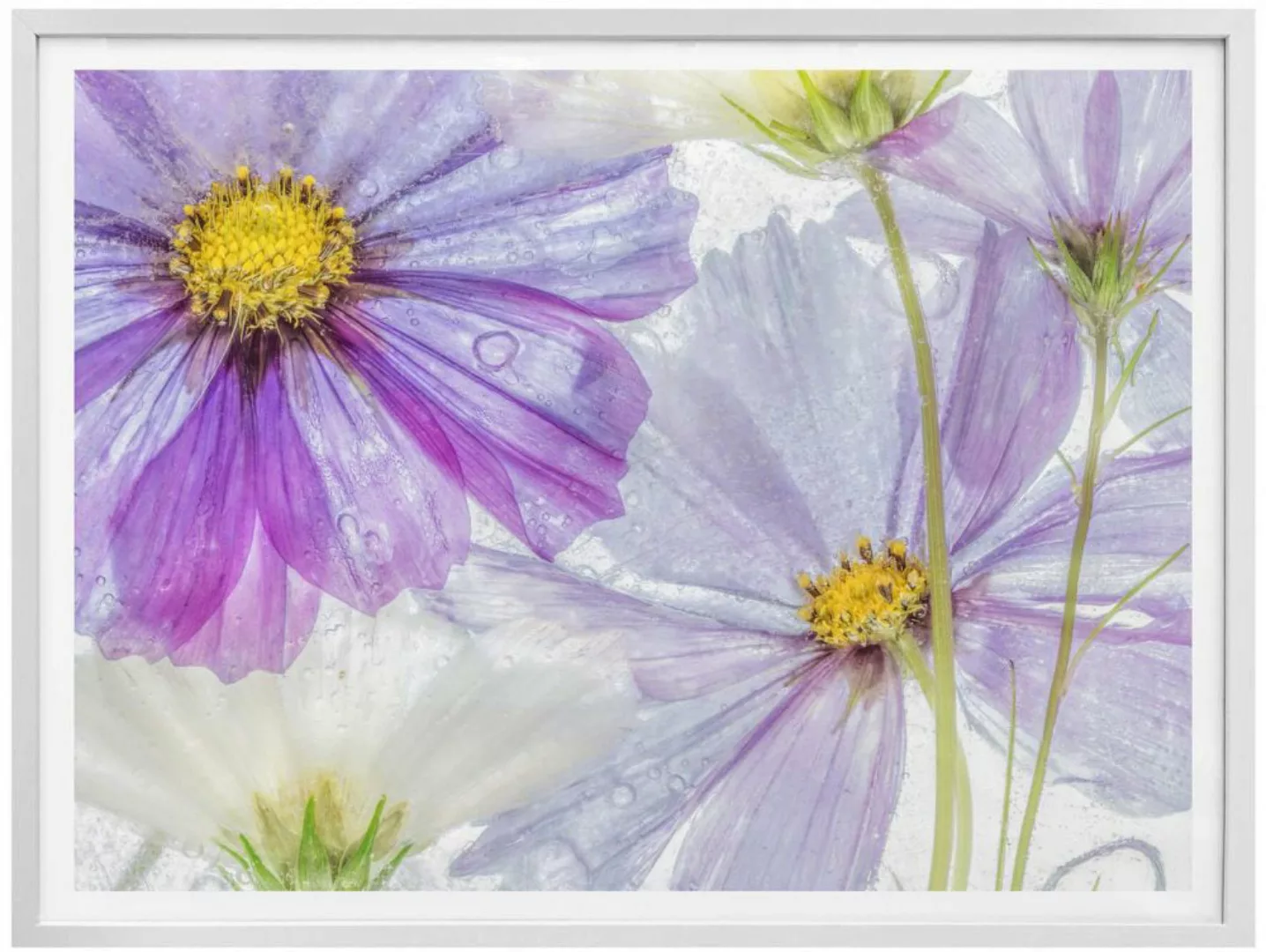 Wall-Art Poster »Frozen Flowers«, Blumen, (1 St.), Poster ohne Bilderrahmen günstig online kaufen