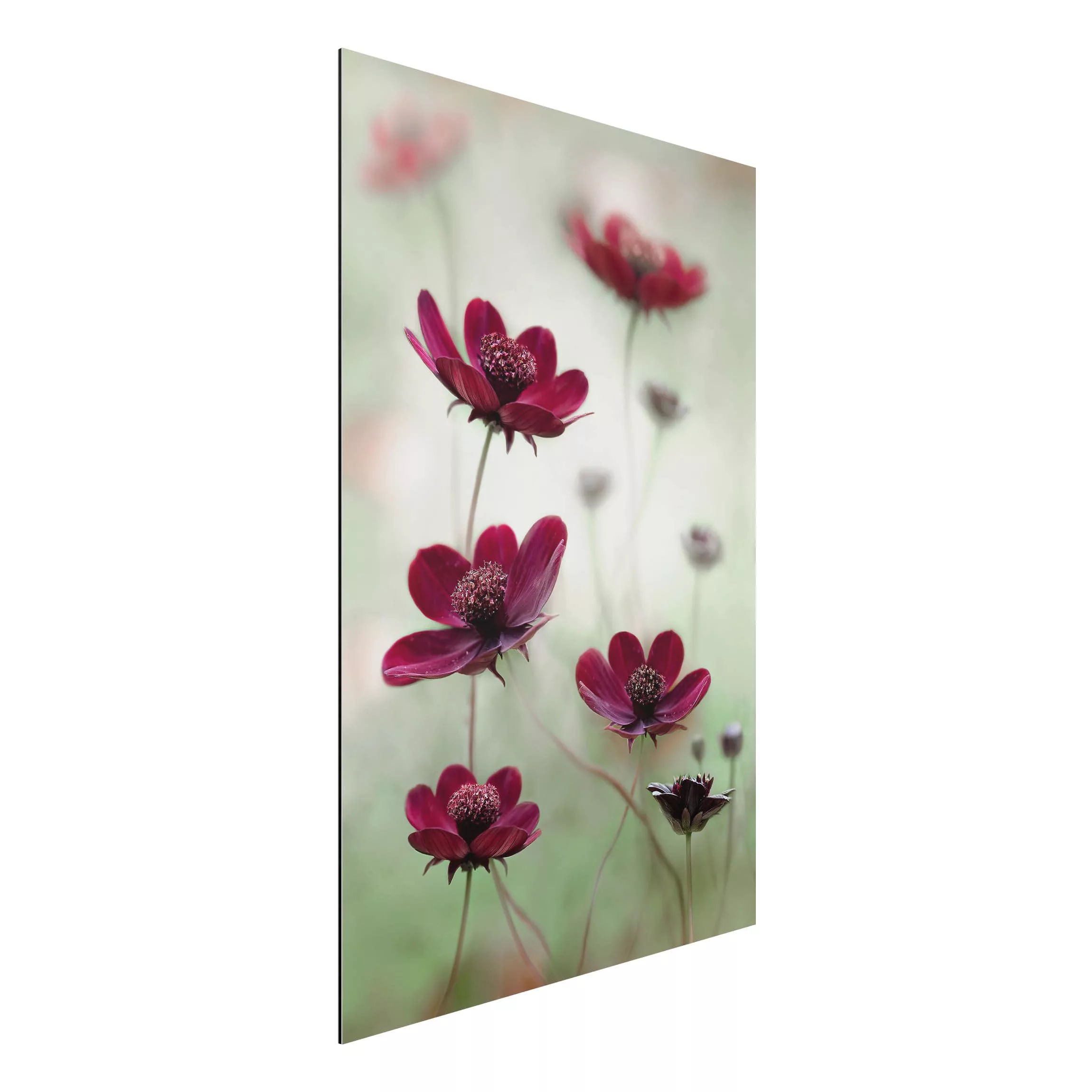 Alu-Dibond Bild Blumen - Hochformat 2:3 Pinke Kosmeen günstig online kaufen