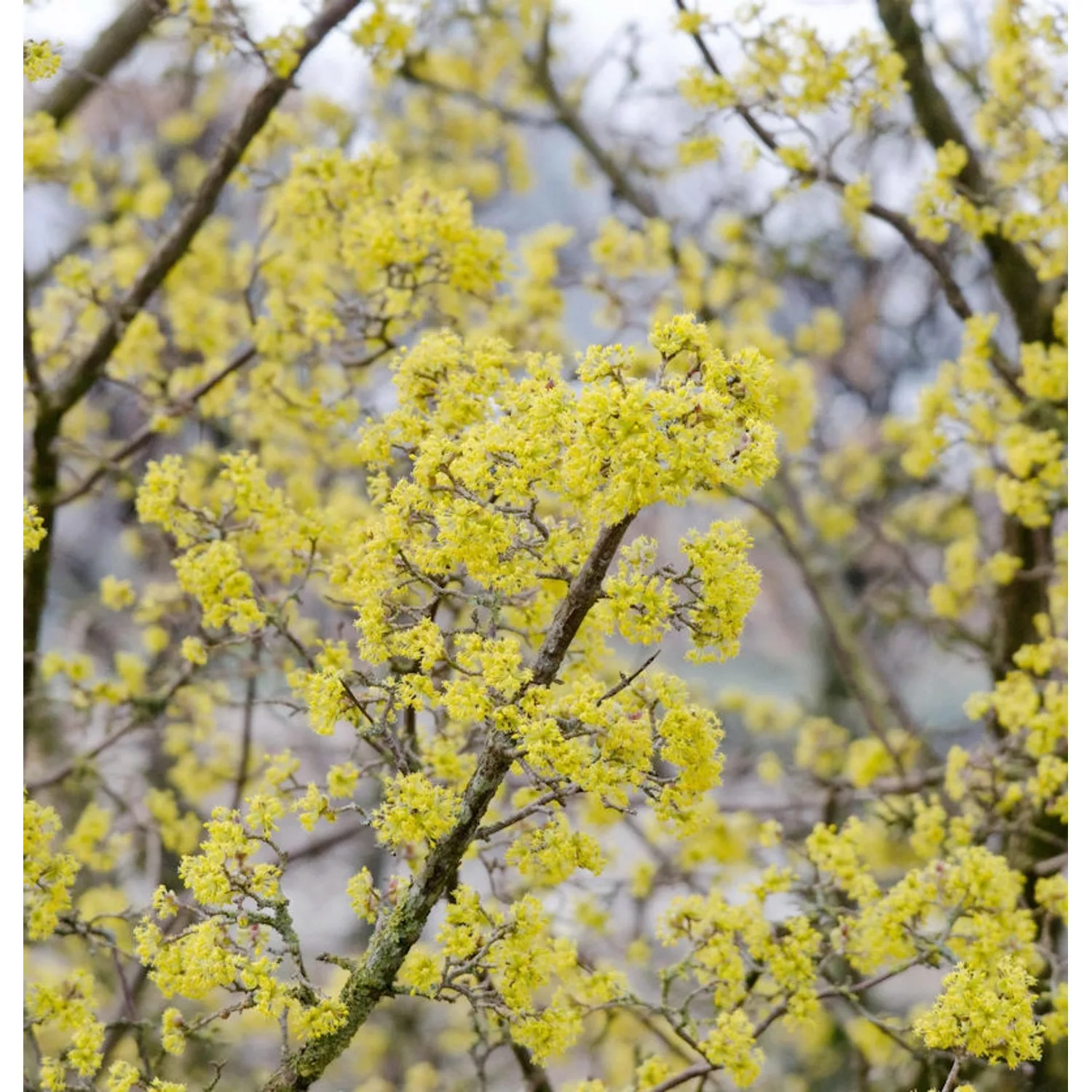 Asiatische Kornelkirsche Robins Pride 80-100cm - Cornus officinalis günstig online kaufen