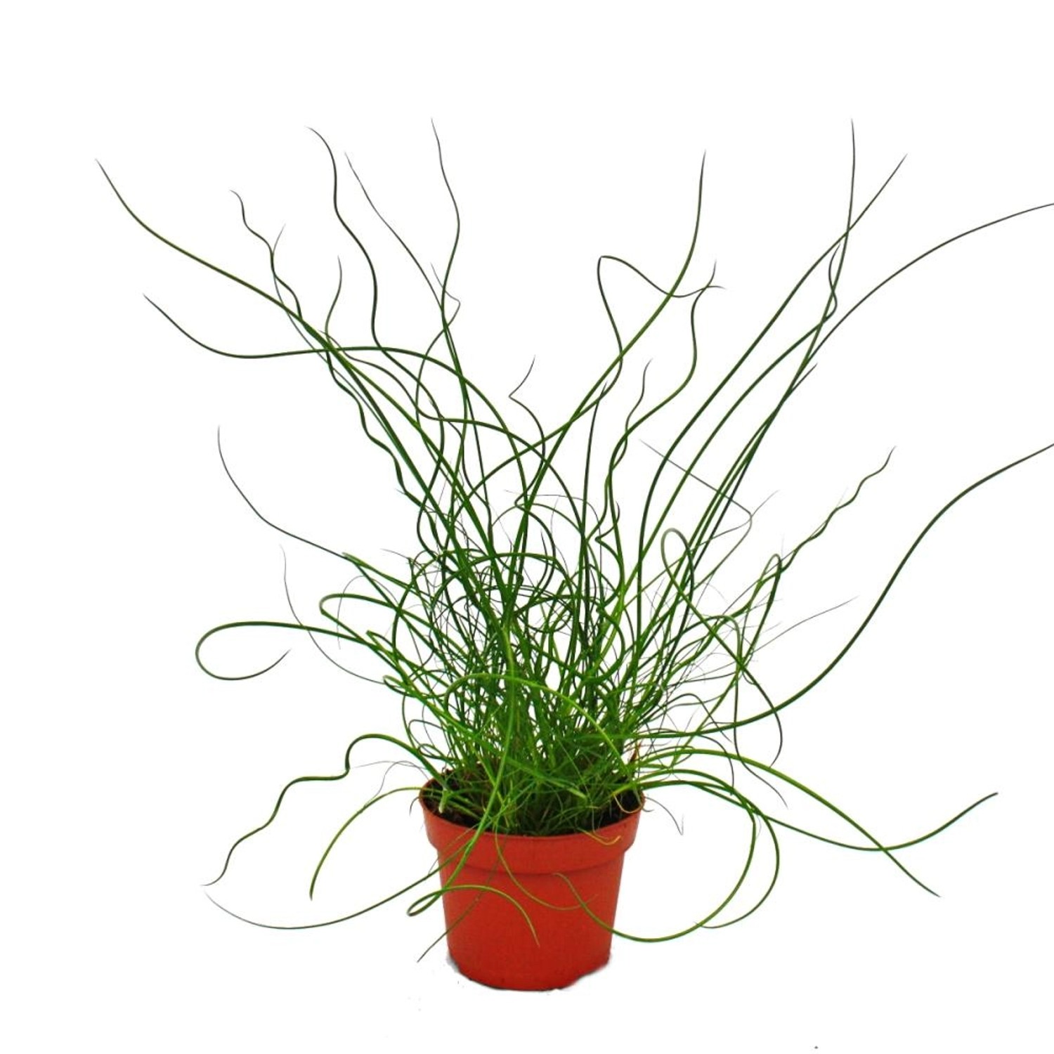 Exotenherz Liebeslocke Juncus Effusus Spiralis Korkenzieherbinse 12cm günstig online kaufen