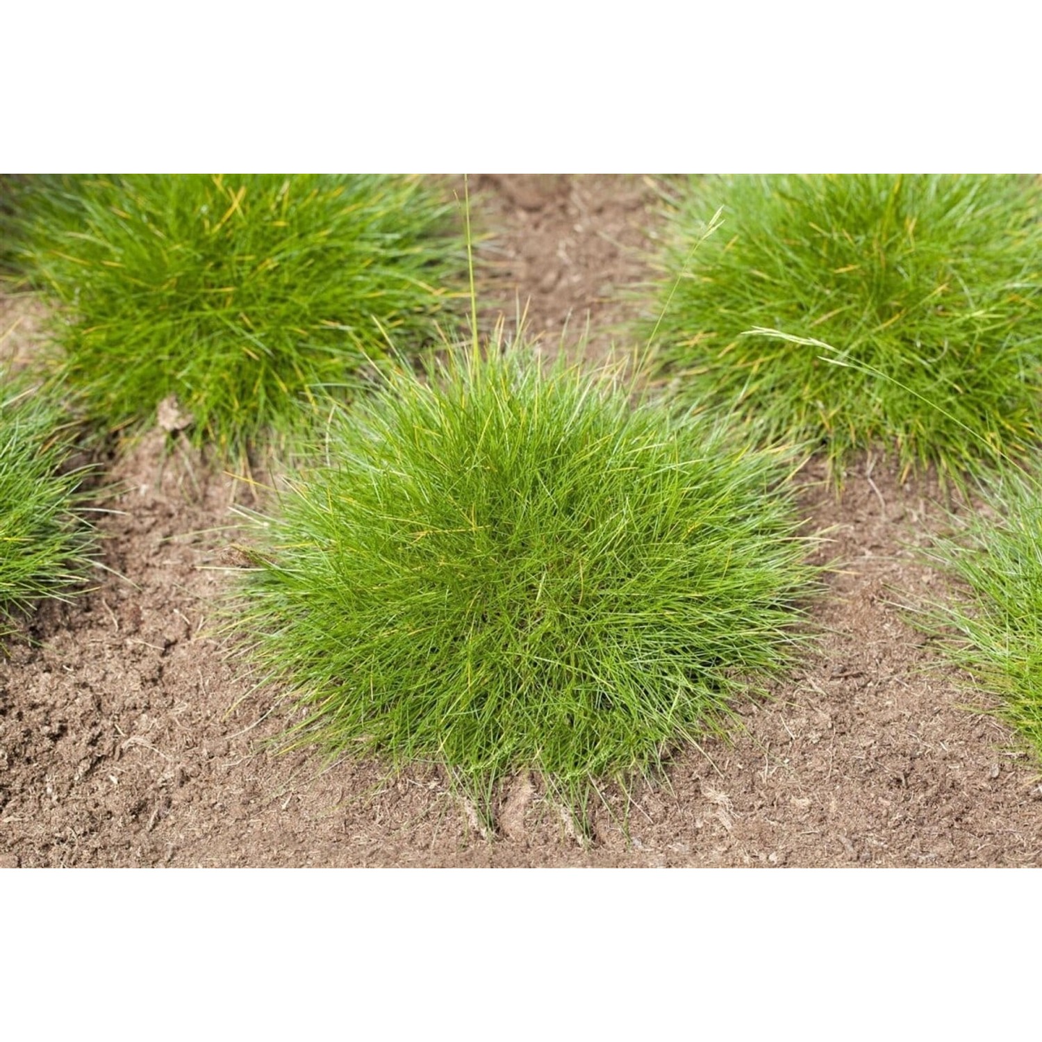 Festuca Gautieri Teddybär Bärenfellgras 2 Liter Container günstig online kaufen