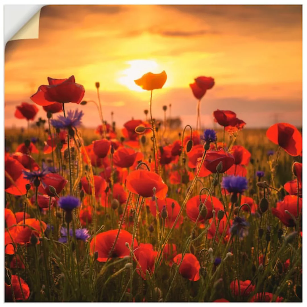 Artland Wandbild "Mohnblumen im Abendlicht", Blumen, (1 St.) günstig online kaufen