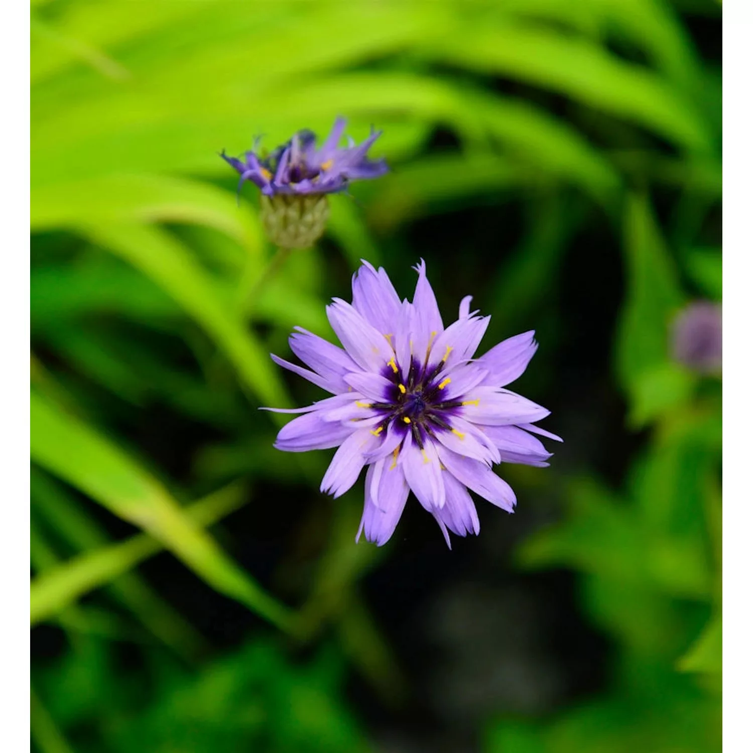 Rasselblume Major - Catananche caerulea günstig online kaufen