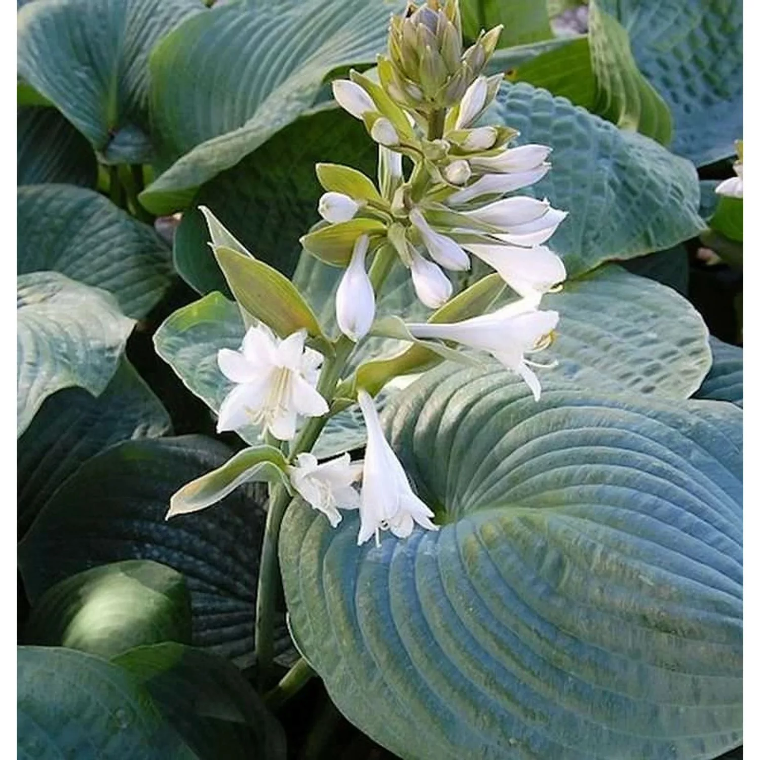 Grünblattfunkie Bressingham Blue - Hosta sieboldiana günstig online kaufen