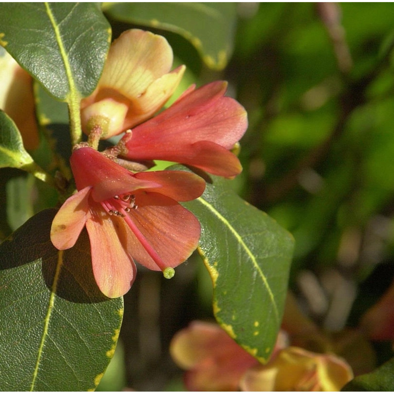 Wildarten Rhododendron Biskra 40-50cm - Rhododendron cinnabarinum günstig online kaufen