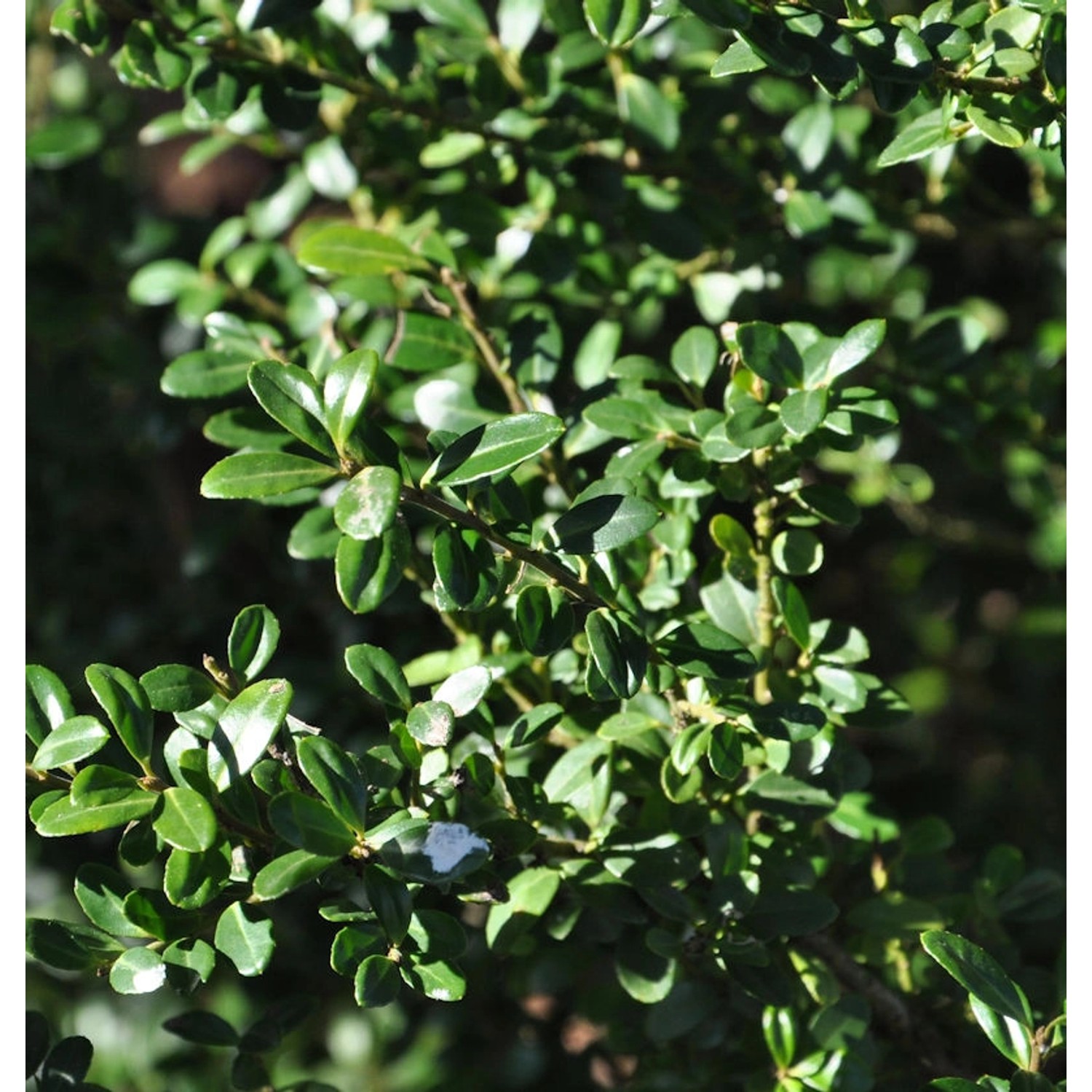 Hochstamm Japanische Stechpalme Ilex Glori Gem 40-60cm - ilex crenata günstig online kaufen