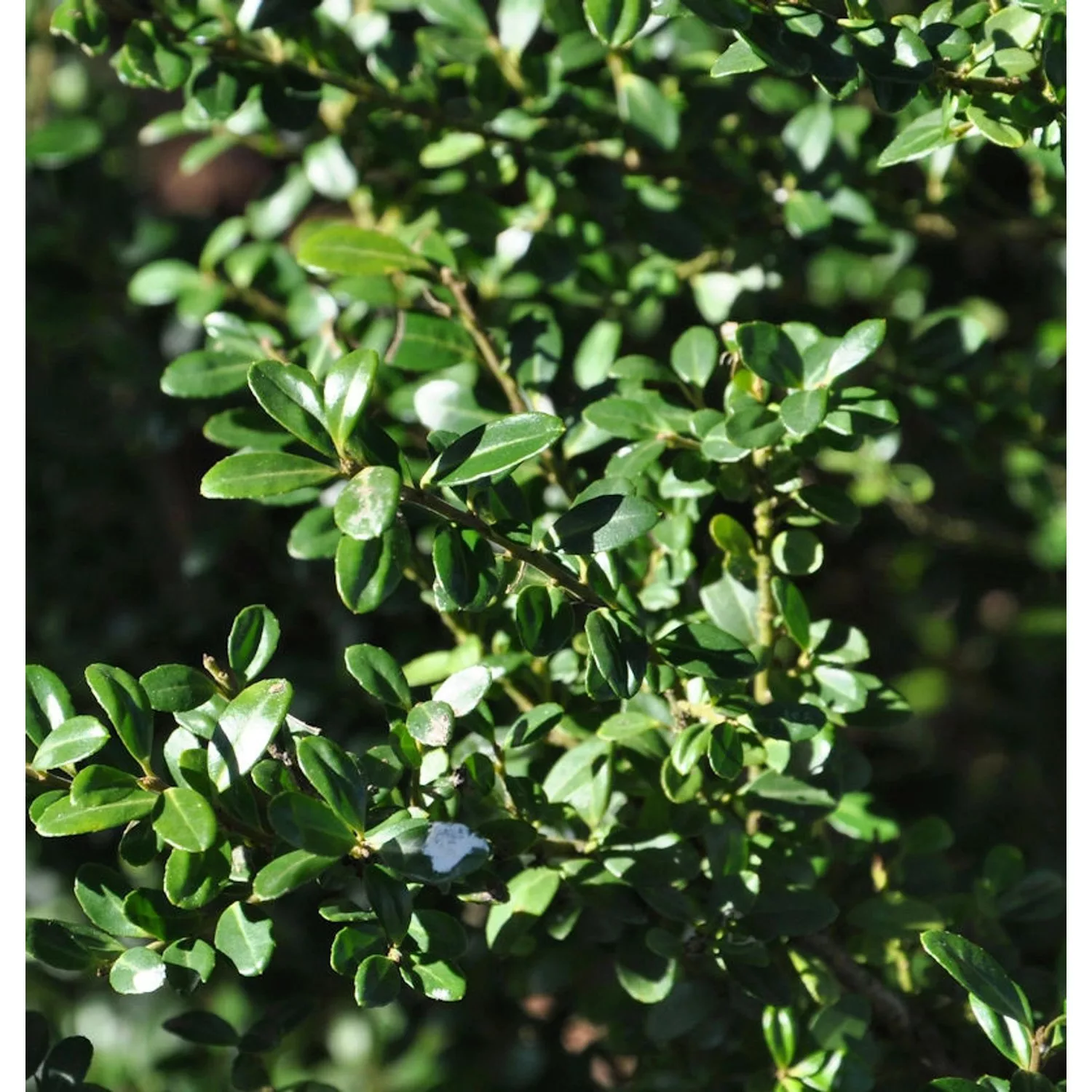 Japanische Stechpalme Ilex Glori Gem 15-20cm - ilex crenata günstig online kaufen