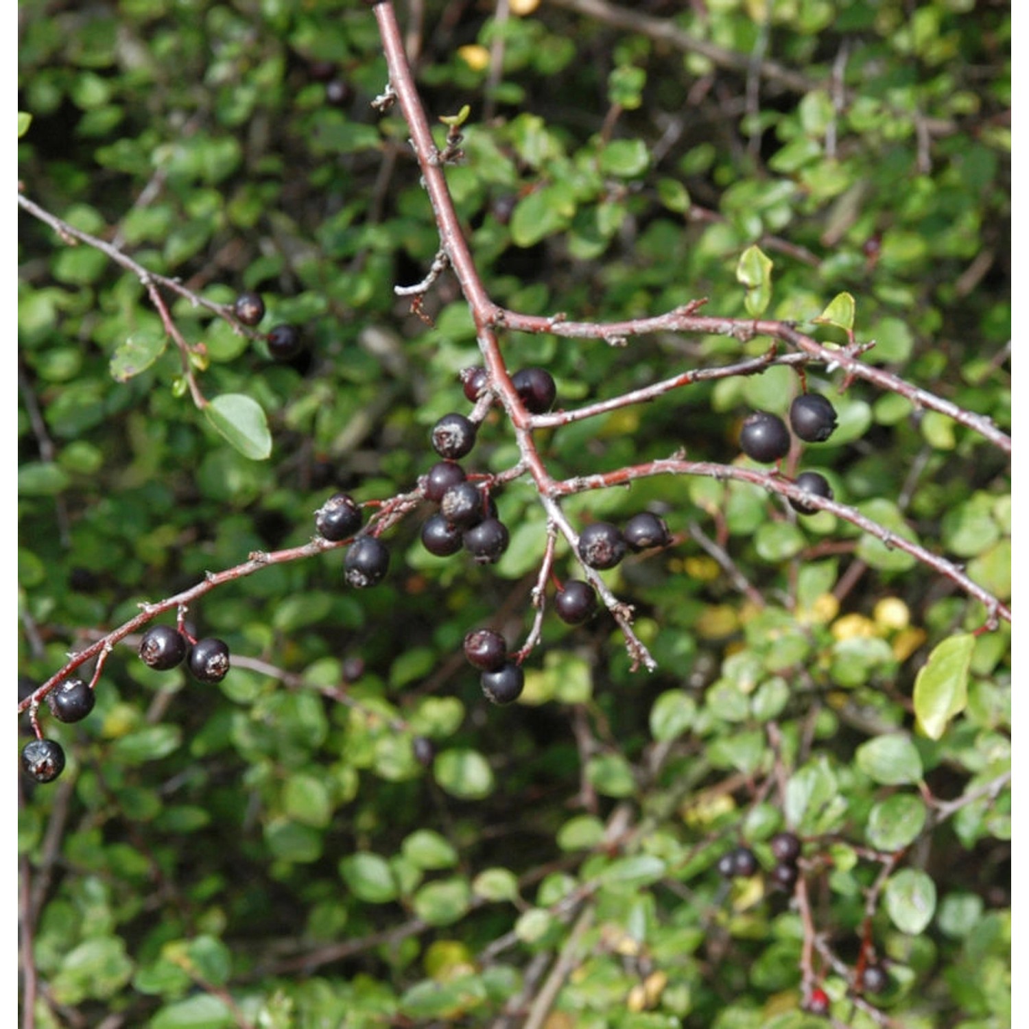 Spitzblättrige Strauchmispel 100-125cm - Cotoneaster acutifolius günstig online kaufen