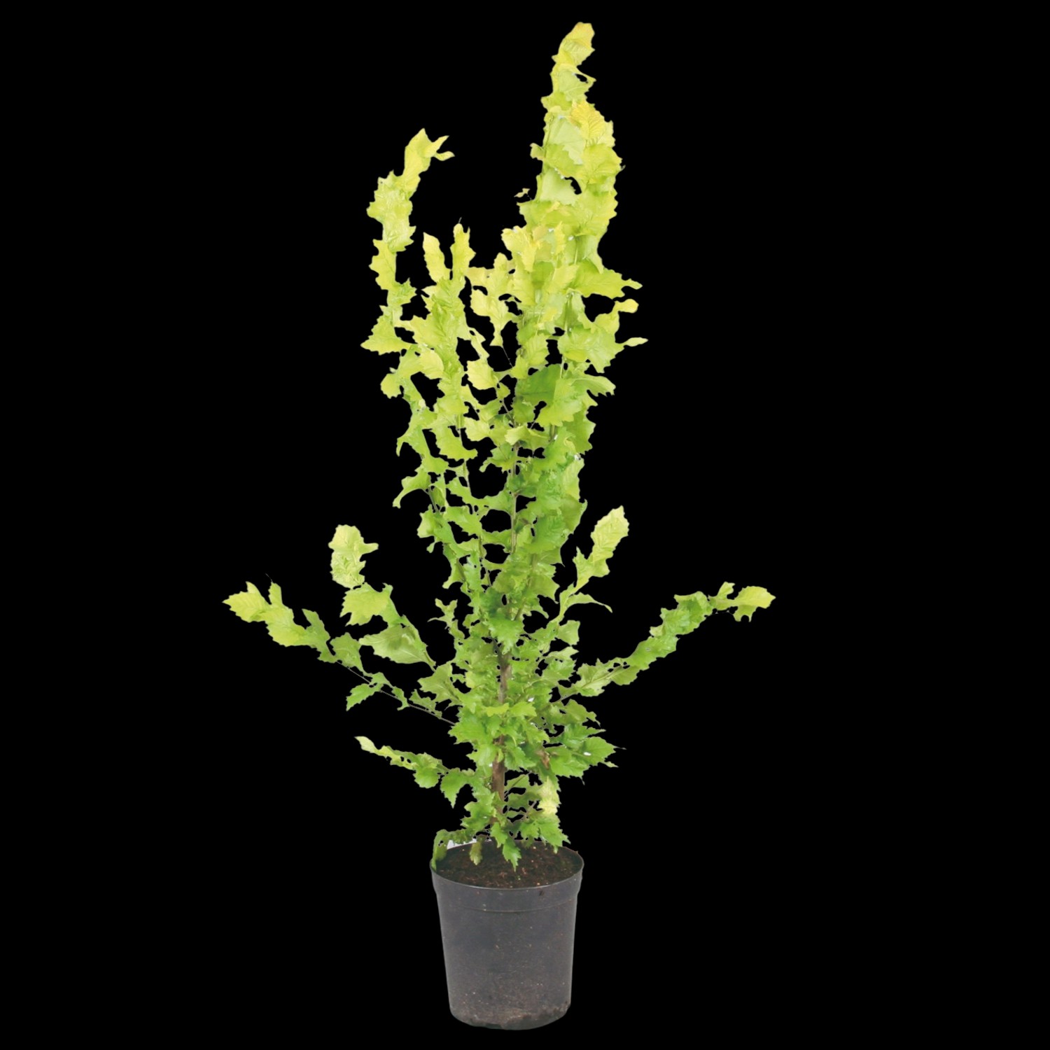 Säulen-Goldulme Wredei Höhe ca. 40 cm Topf ca. 4 l Ulmus carpinifolia günstig online kaufen