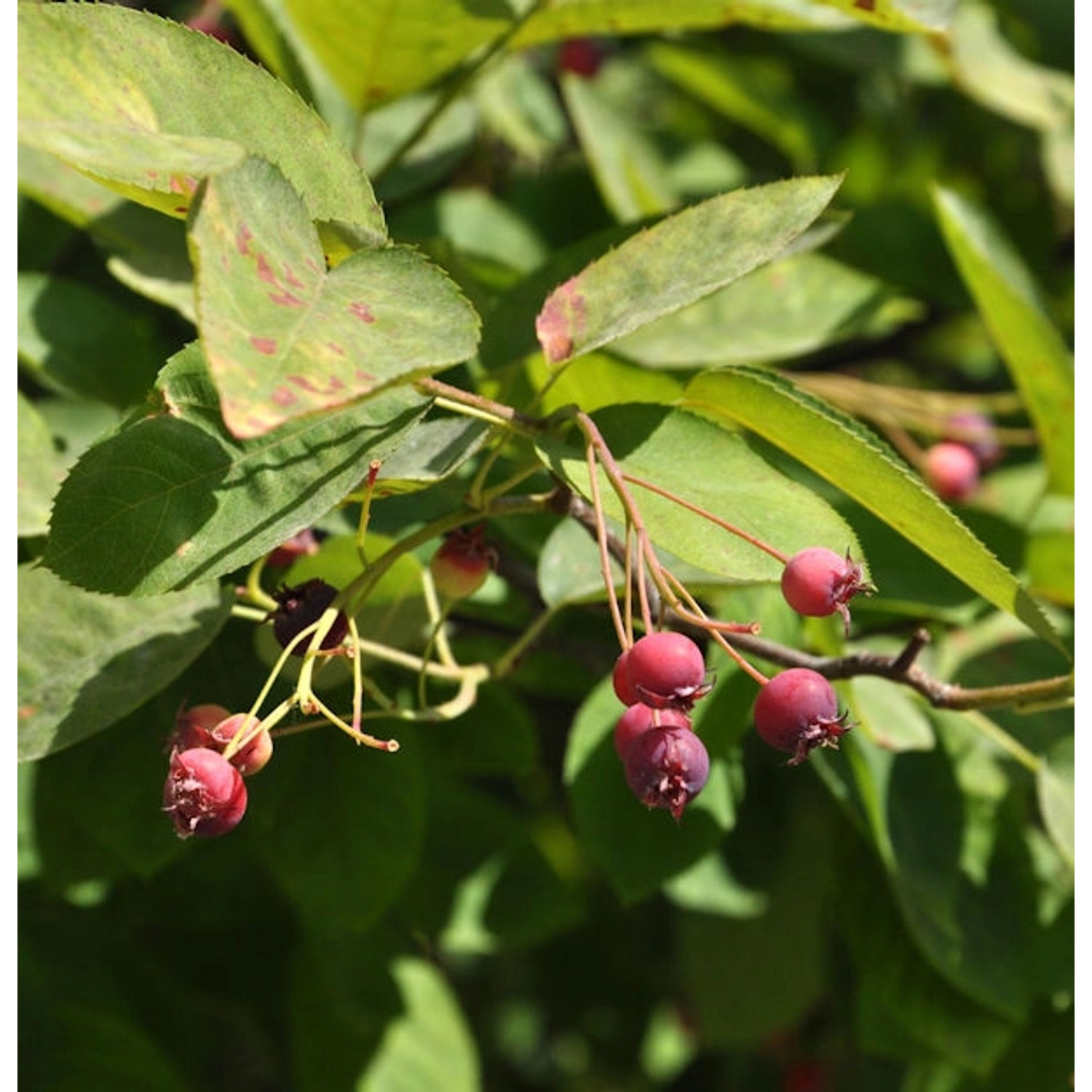 Hängende Felsenbirne 100-125cm - Amelanchier laevis günstig online kaufen