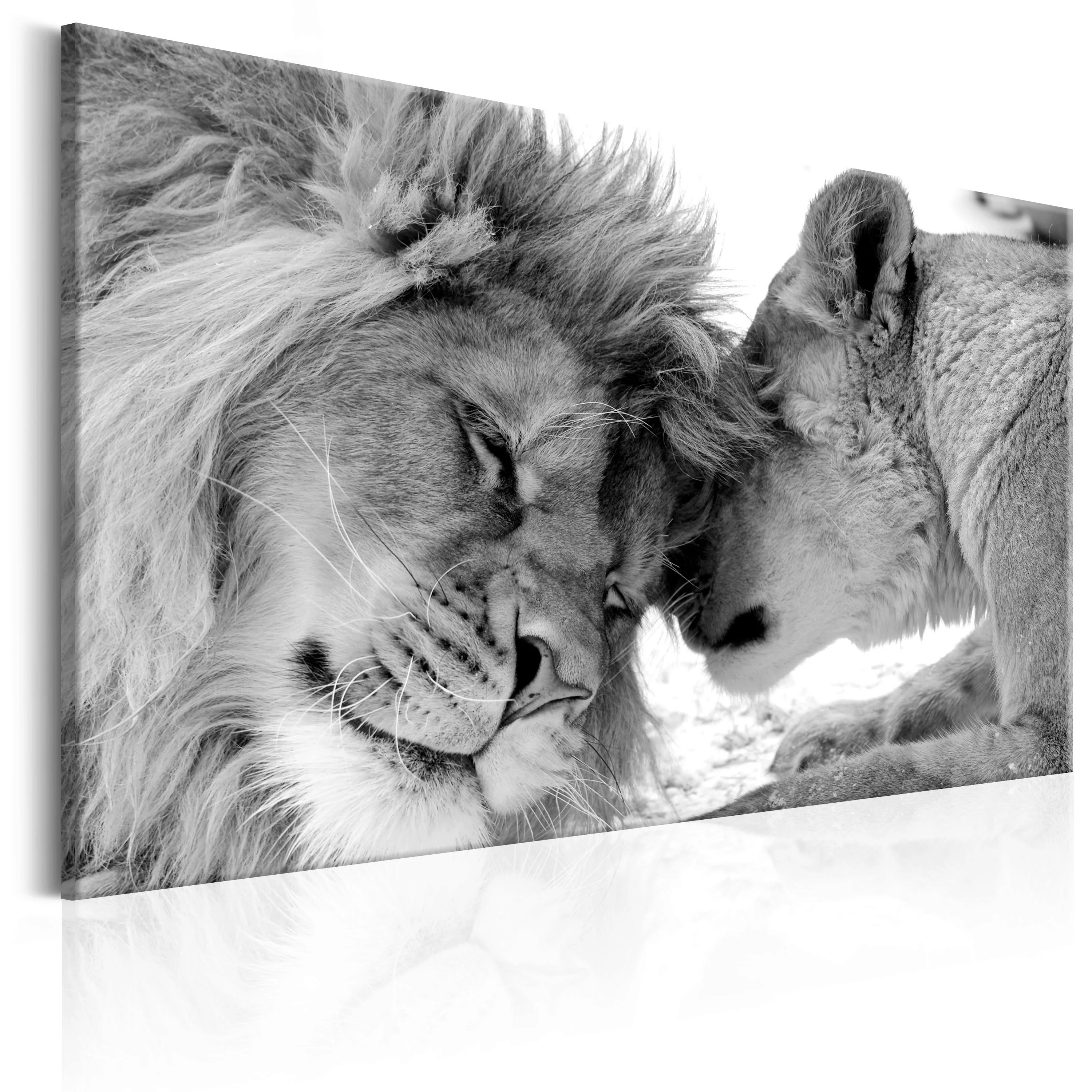 Wandbild - Lion's Love günstig online kaufen