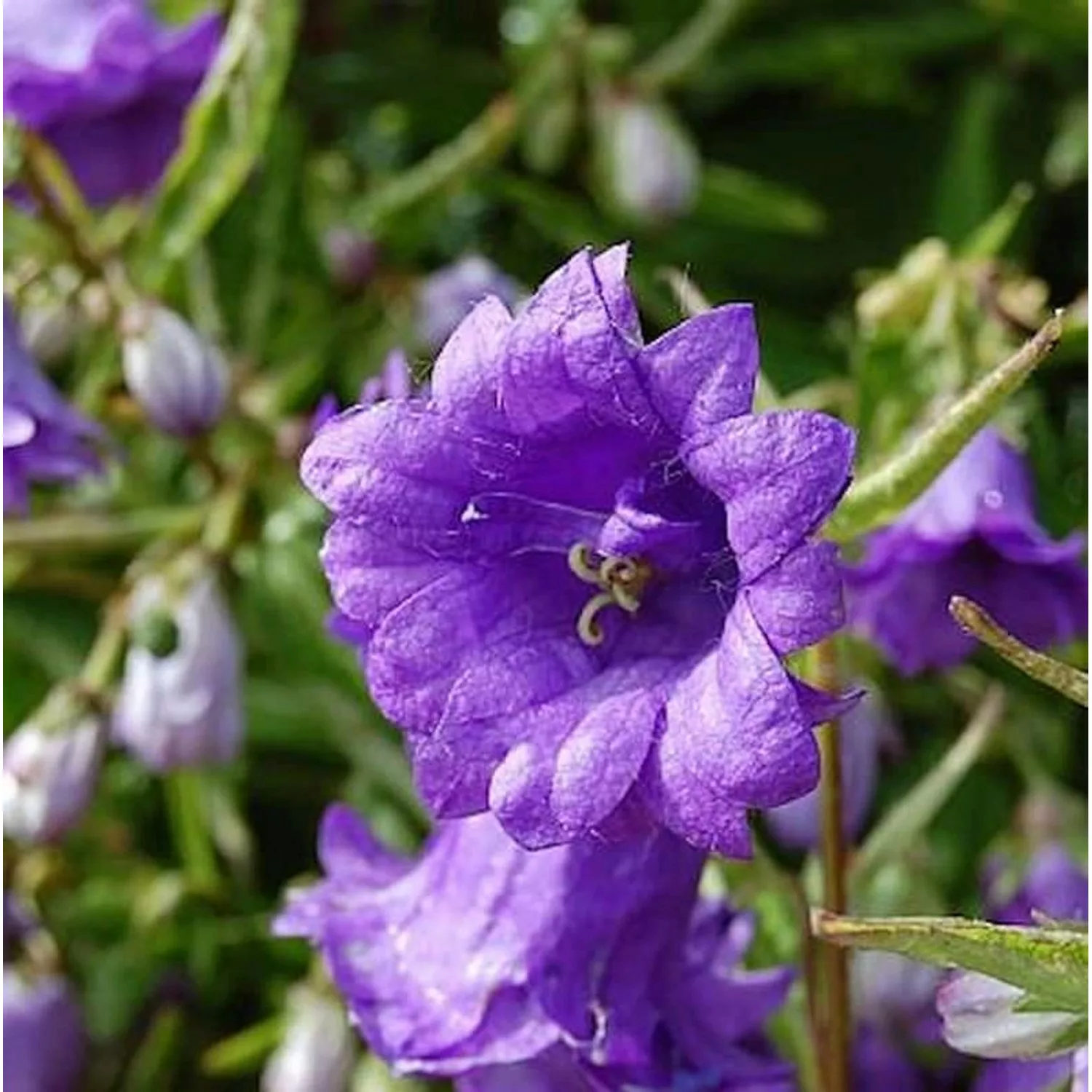 Nesselglockenblume Bernice - Campanula trachelium günstig online kaufen