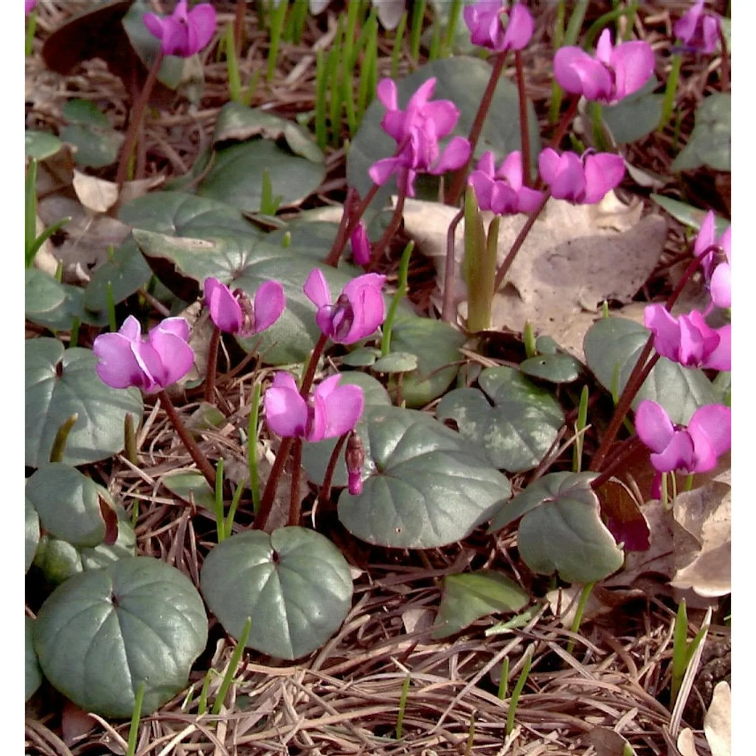 Frühlings Alpenveilchen Ruby Star - Cyclamen coum günstig online kaufen