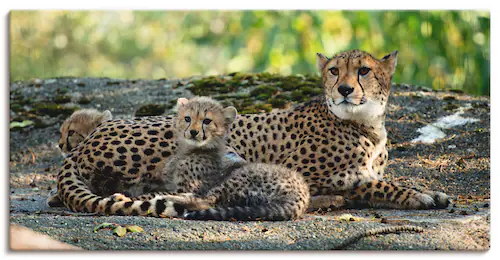 Artland Wandbild »Gepard 2«, Wildtiere, (1 St.), als Leinwandbild, Poster, günstig online kaufen