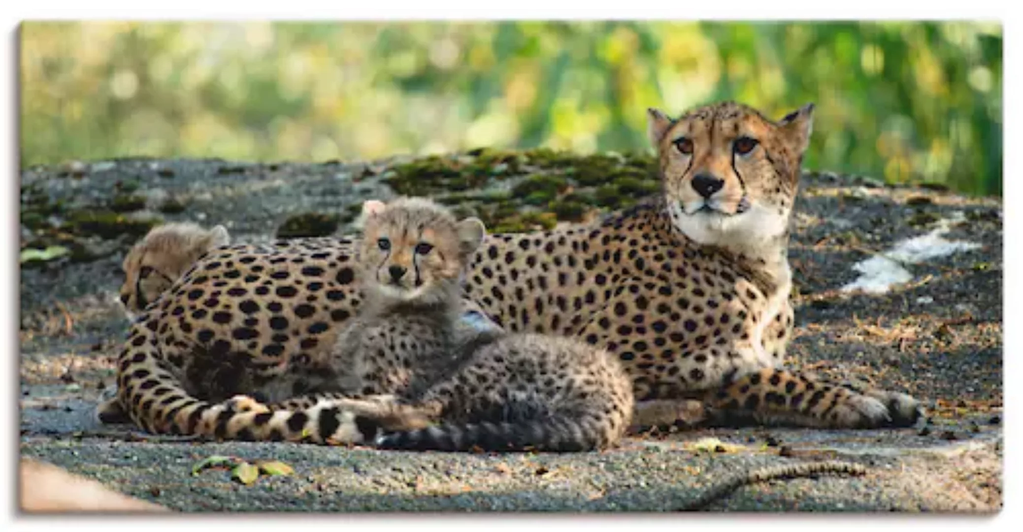 Artland Wandbild "Gepard 2", Wildtiere, (1 St.), als Leinwandbild, Poster, günstig online kaufen