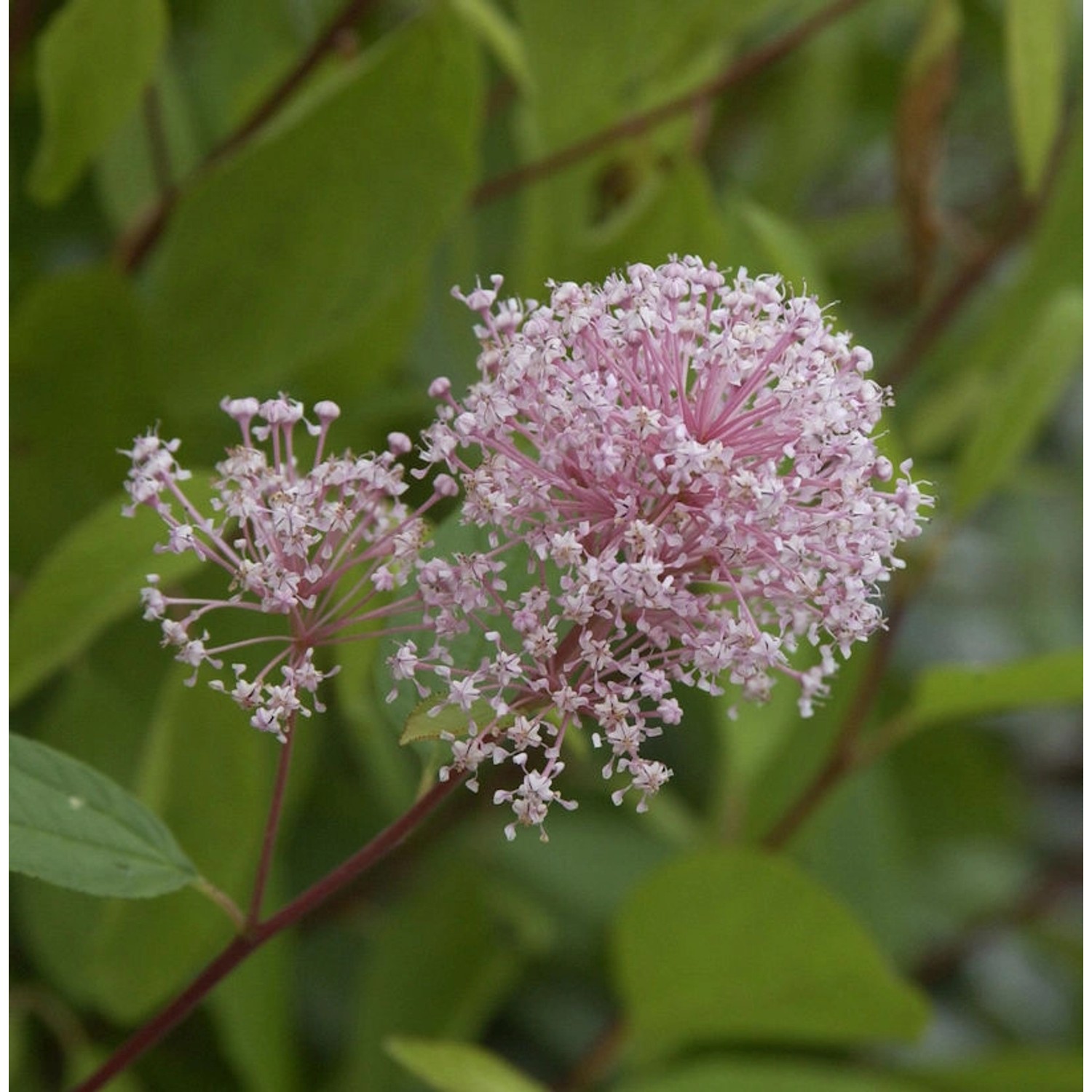 Säckelblume Perle Rose 30-40cm - Ceanothus pallidus günstig online kaufen