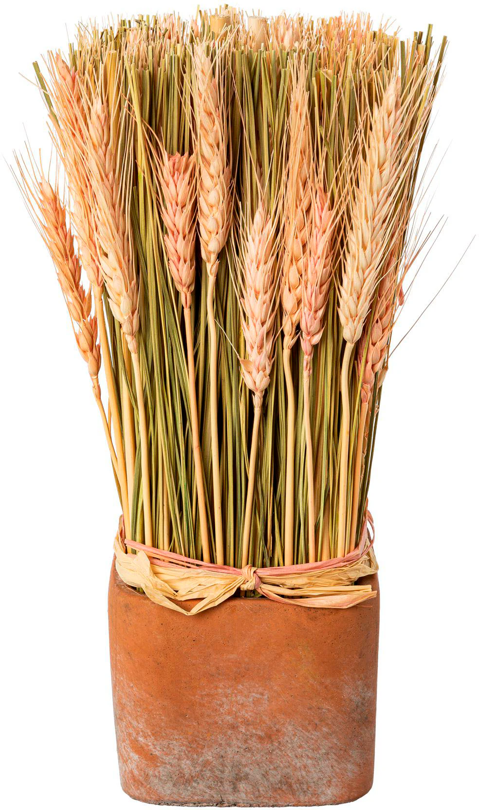 Creativ home Trockenblume "Trockenblumen imTopf" günstig online kaufen