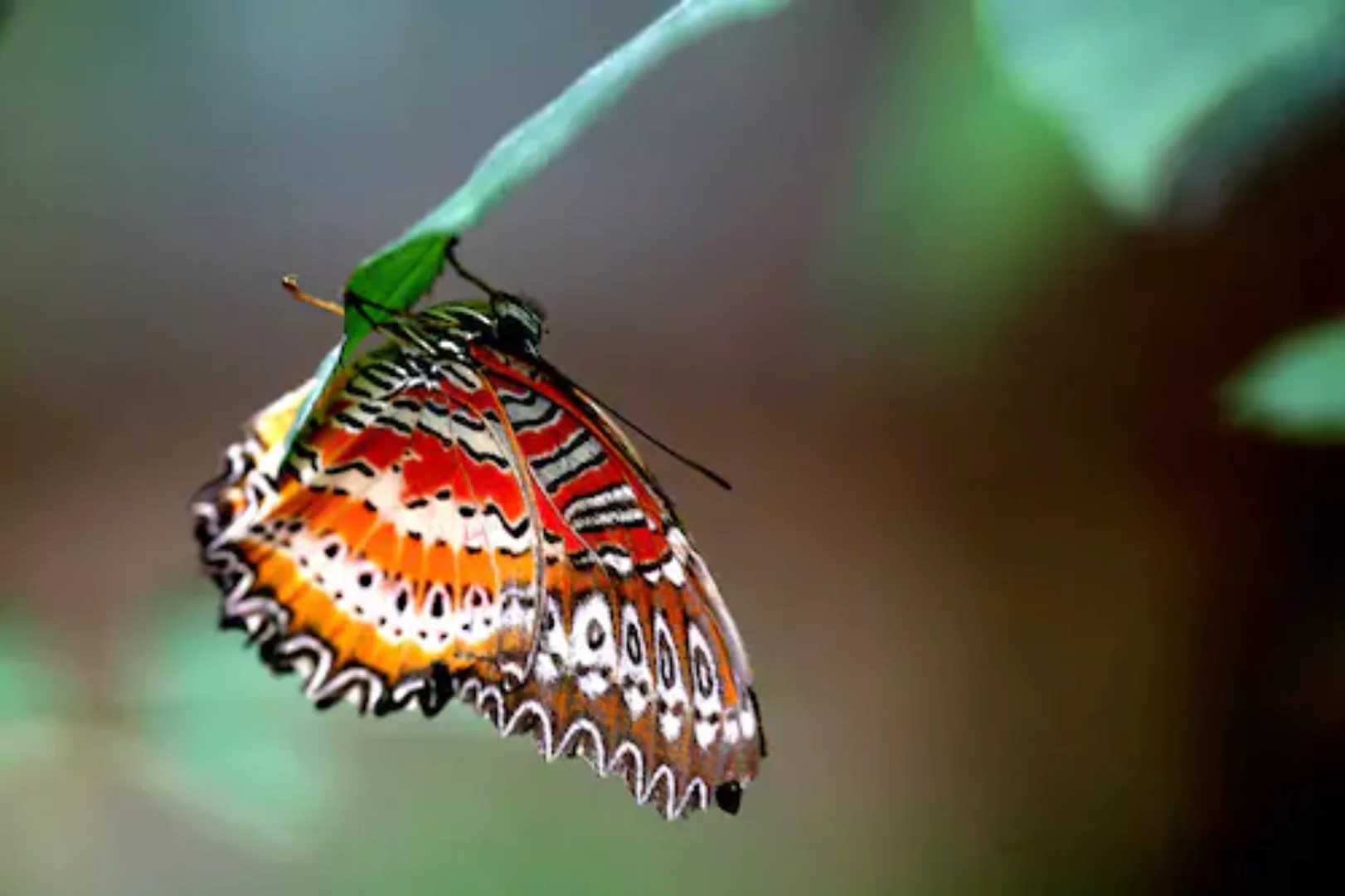 Papermoon Fototapete »Schmetterling« günstig online kaufen