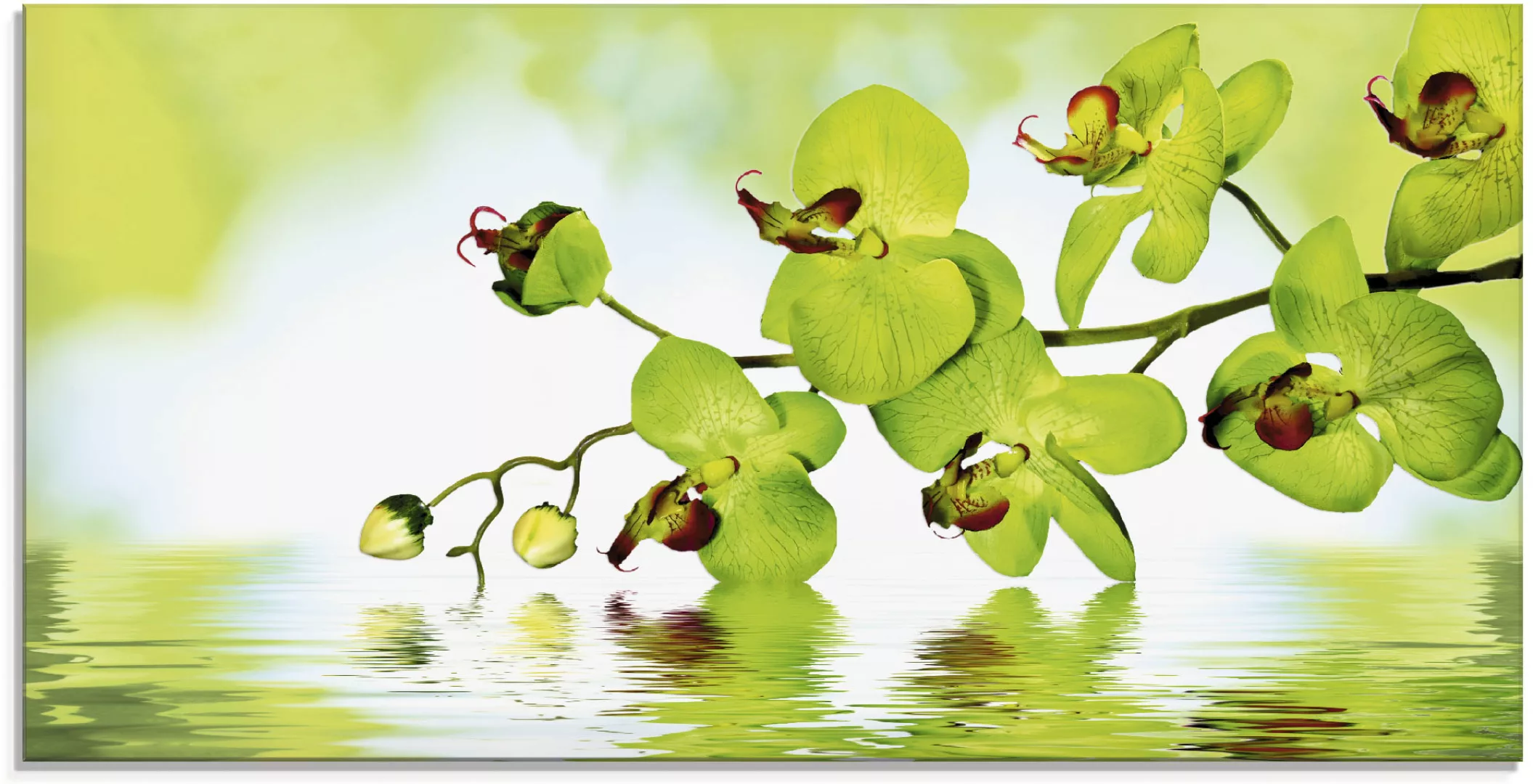 Artland Glasbild "Schöne Orchidee mit grünem Hintergrund", Blumen, (1 St.), günstig online kaufen