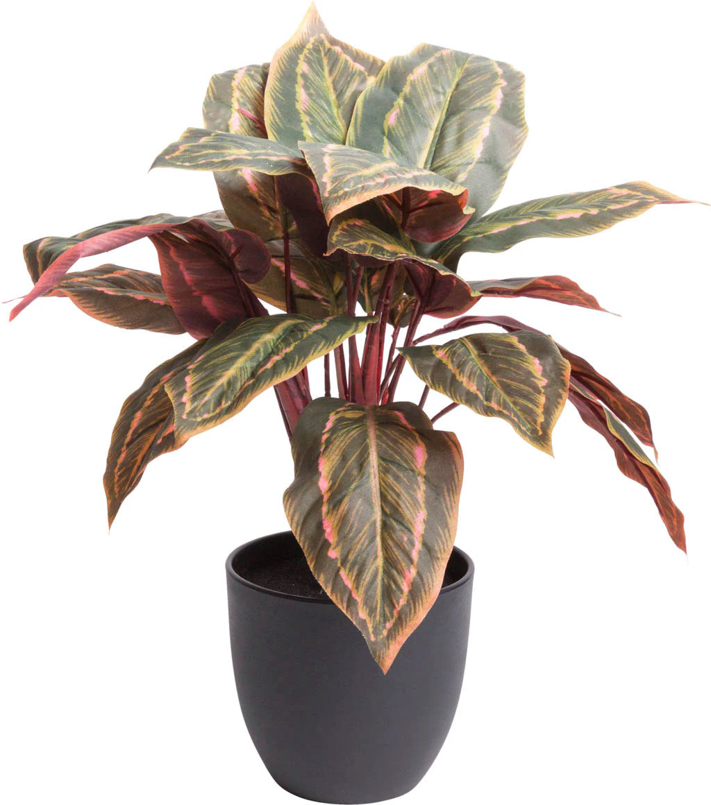 Botanic-Haus Künstliche Zimmerpflanze "Calathea" günstig online kaufen