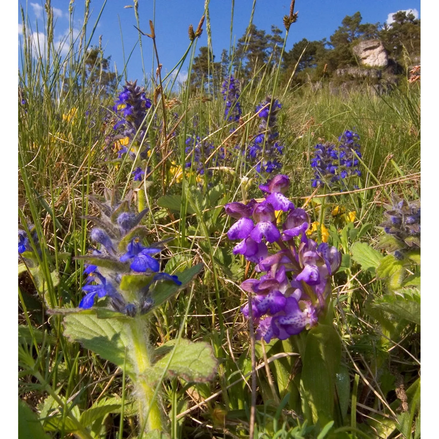 Genfer Günsel Tottenham - Ajuga genevensis günstig online kaufen