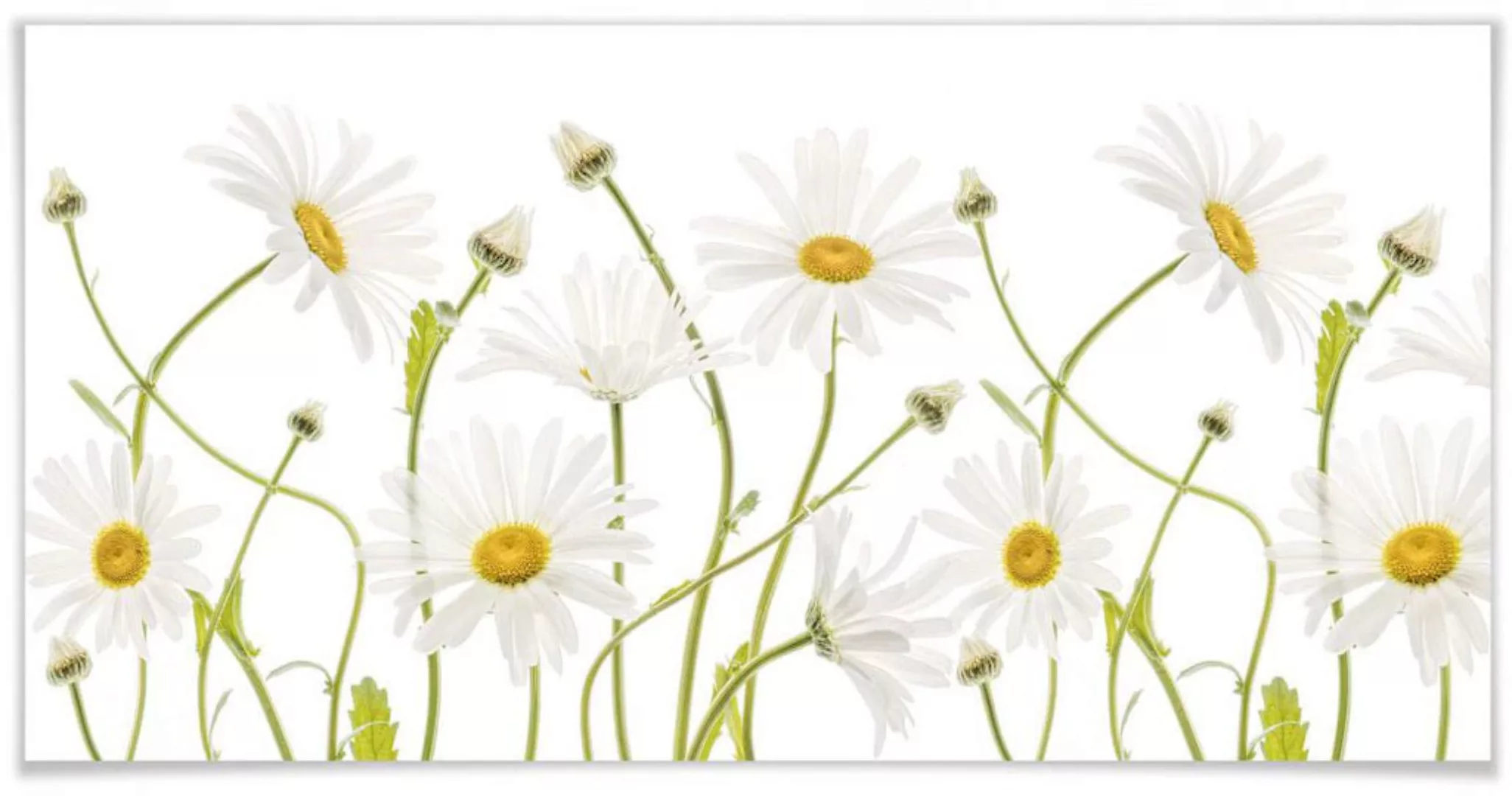 Wall-Art Poster "Daisies", Schriftzug, (1 St.), Poster ohne Bilderrahmen günstig online kaufen