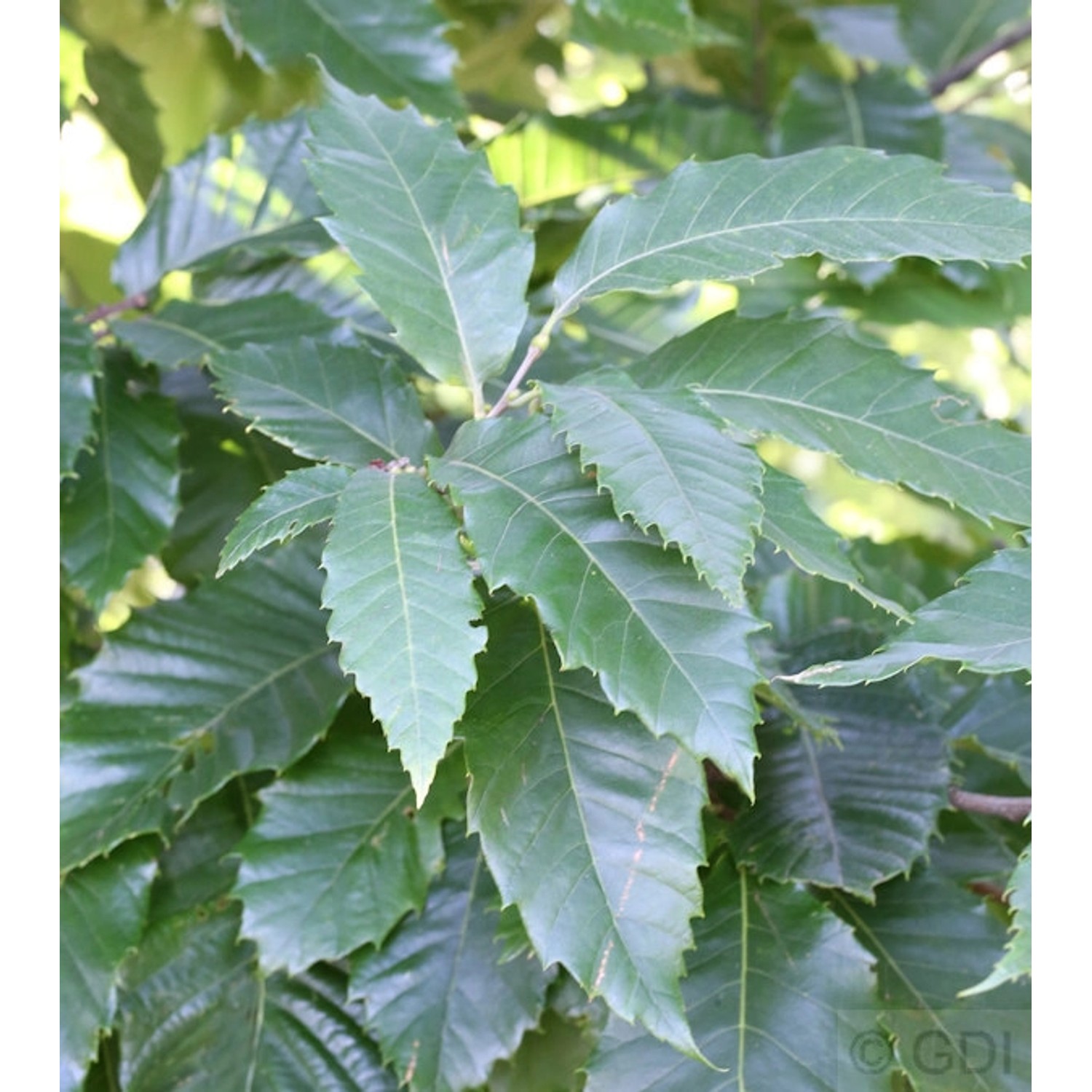 Eßkastanie 125-150cm - Castanea sativa günstig online kaufen