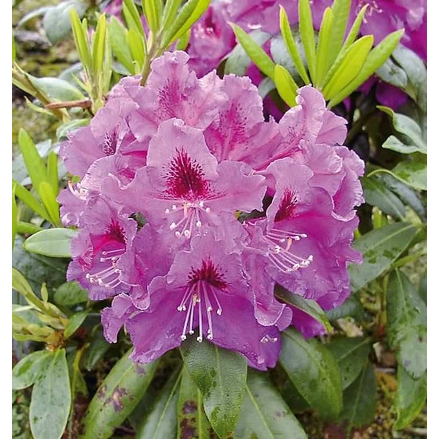 Großblumige Rhododendron Rasputin 30-40cm - Alpenrose günstig online kaufen