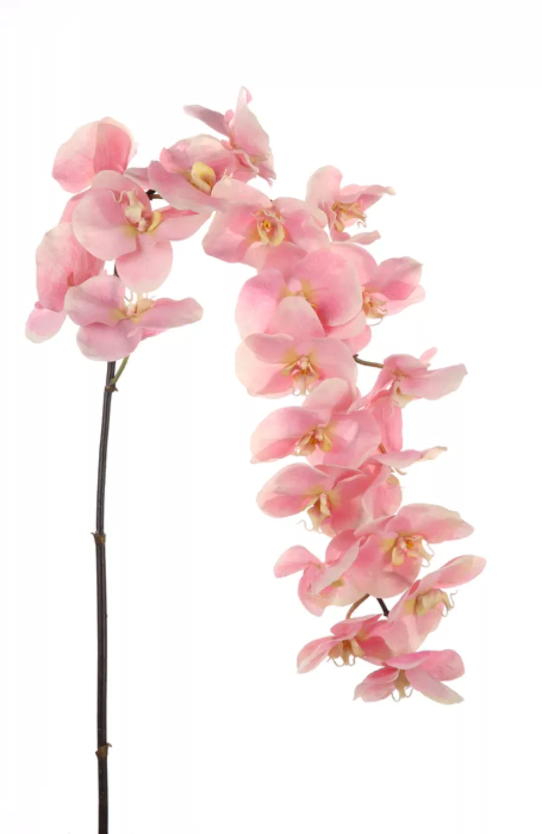 Kunstblume Orchidee Sensation 168cm günstig online kaufen