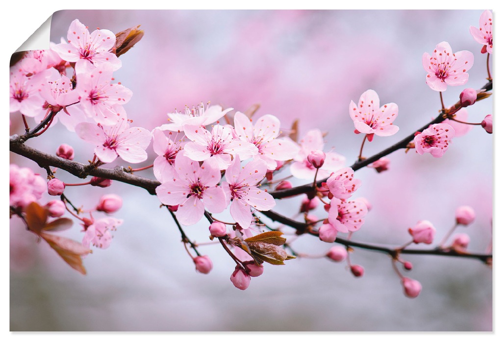 Artland Wandbild "Kirschblüten", Blumen, (1 St.), als Alubild, Outdoorbild, günstig online kaufen