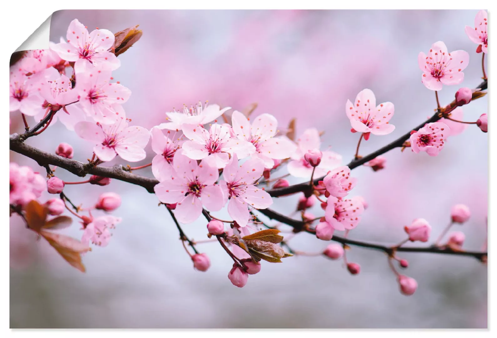 Artland Wandbild »Kirschblüten«, Blumen, (1 St.), als Alubild, Outdoorbild, günstig online kaufen