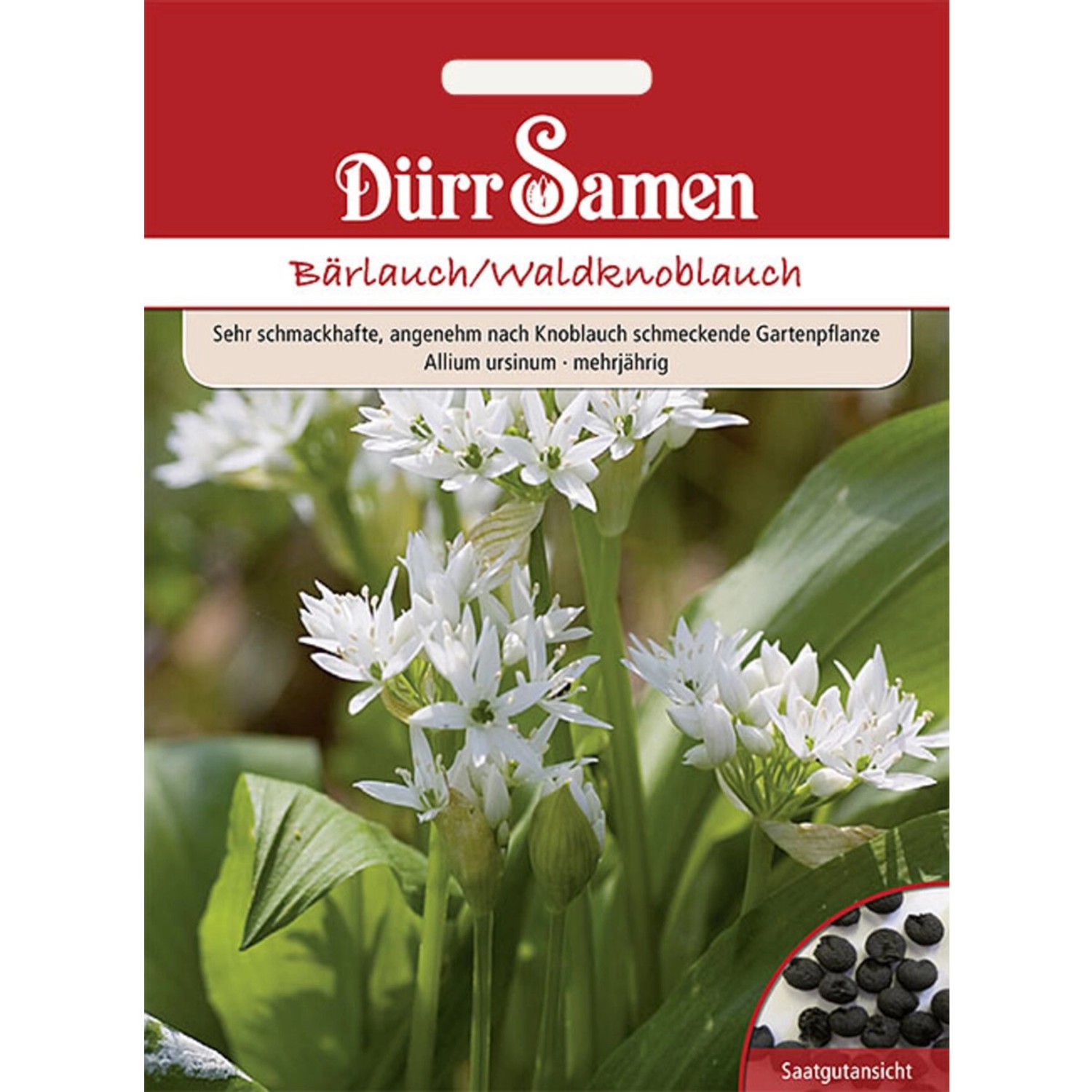 Dürr Samen Bärlauch/ Waldknoblauch Saatgut günstig online kaufen