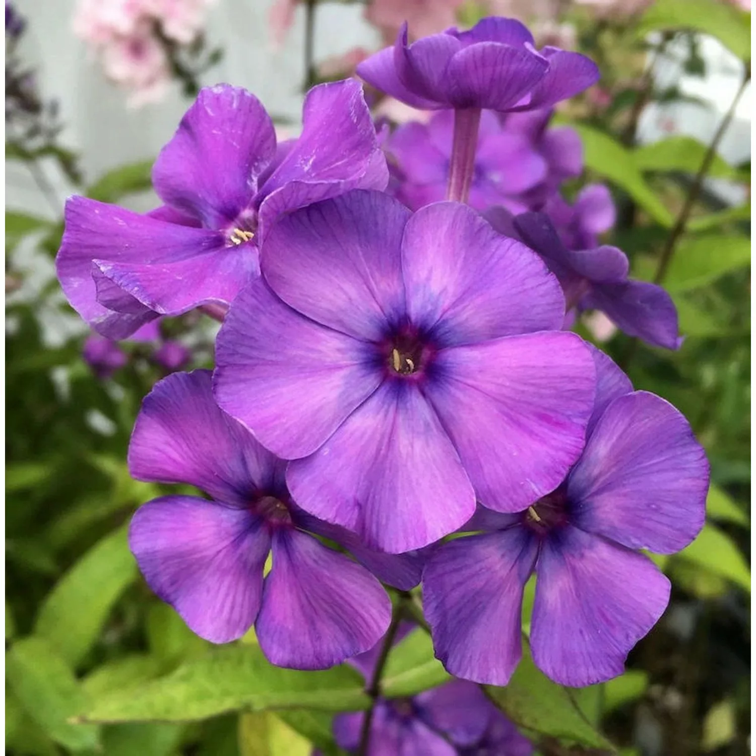 Hohe Flammenblume Blue Paradise - Phlox Paniculata günstig online kaufen