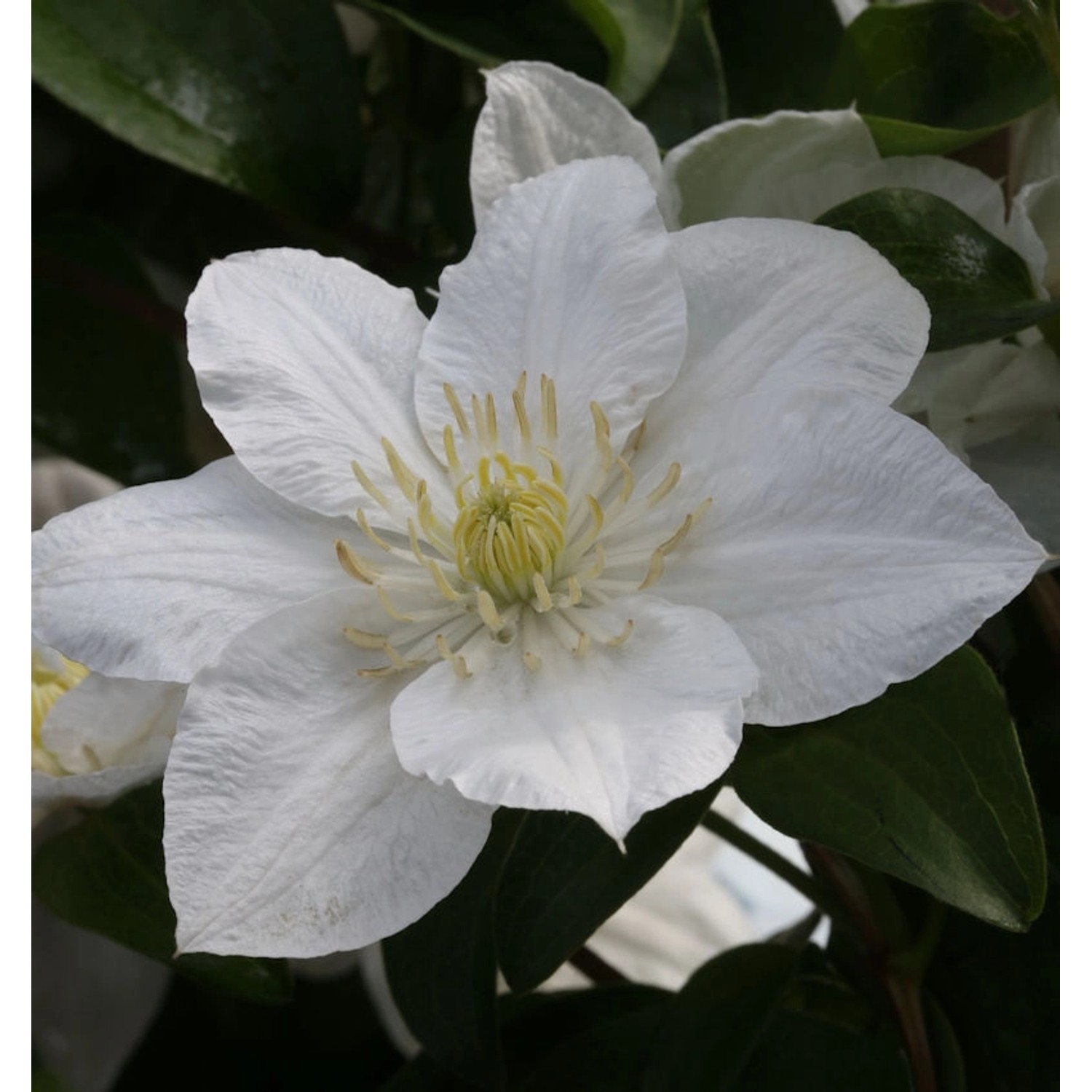 Waldrebe Apollonia 40-60cm - Clematis günstig online kaufen